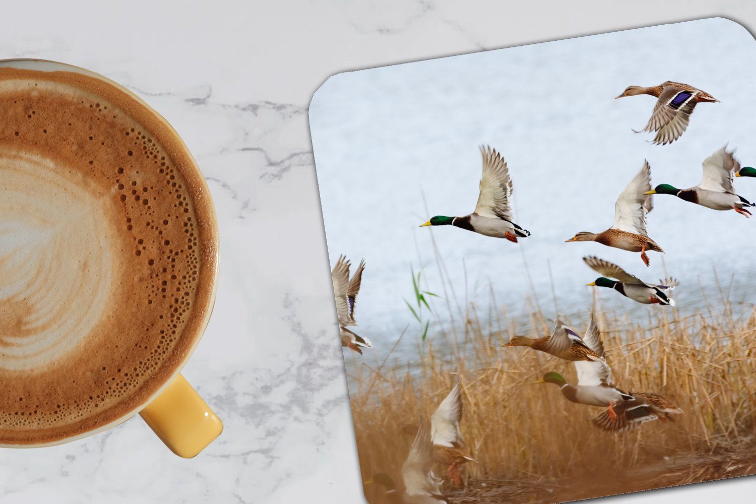 Vogel Glasuntersetzer, - Ente für Tasse 6-tlg., Gläser, Schilf Tischuntersetzer, MuchoWow Glasuntersetzer Untersetzer, - - Enten, - Korkuntersetzer, Zubehör Wasser