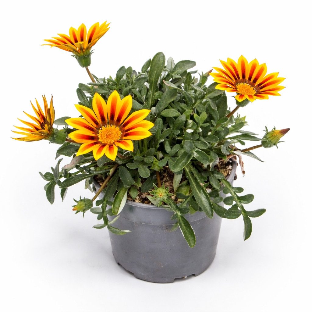 Exotenherz Beetpflanze Mittagsgold Gazania "Big Kisses" verschiedene Farben 12cm Topf 3er Set