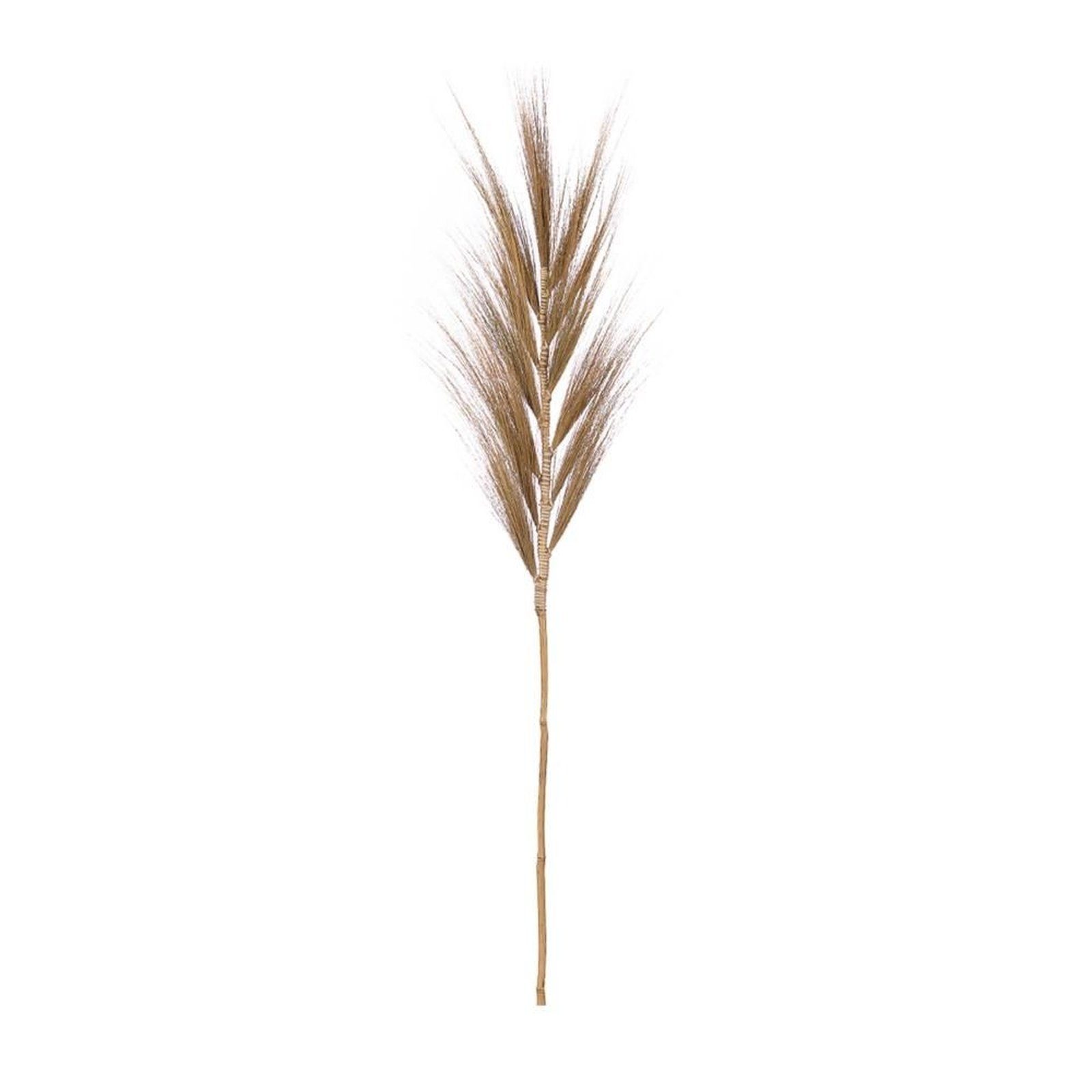 natur 118 DIJK Plume grass - Stipa - Trockenblume Federgras - cm, pennata