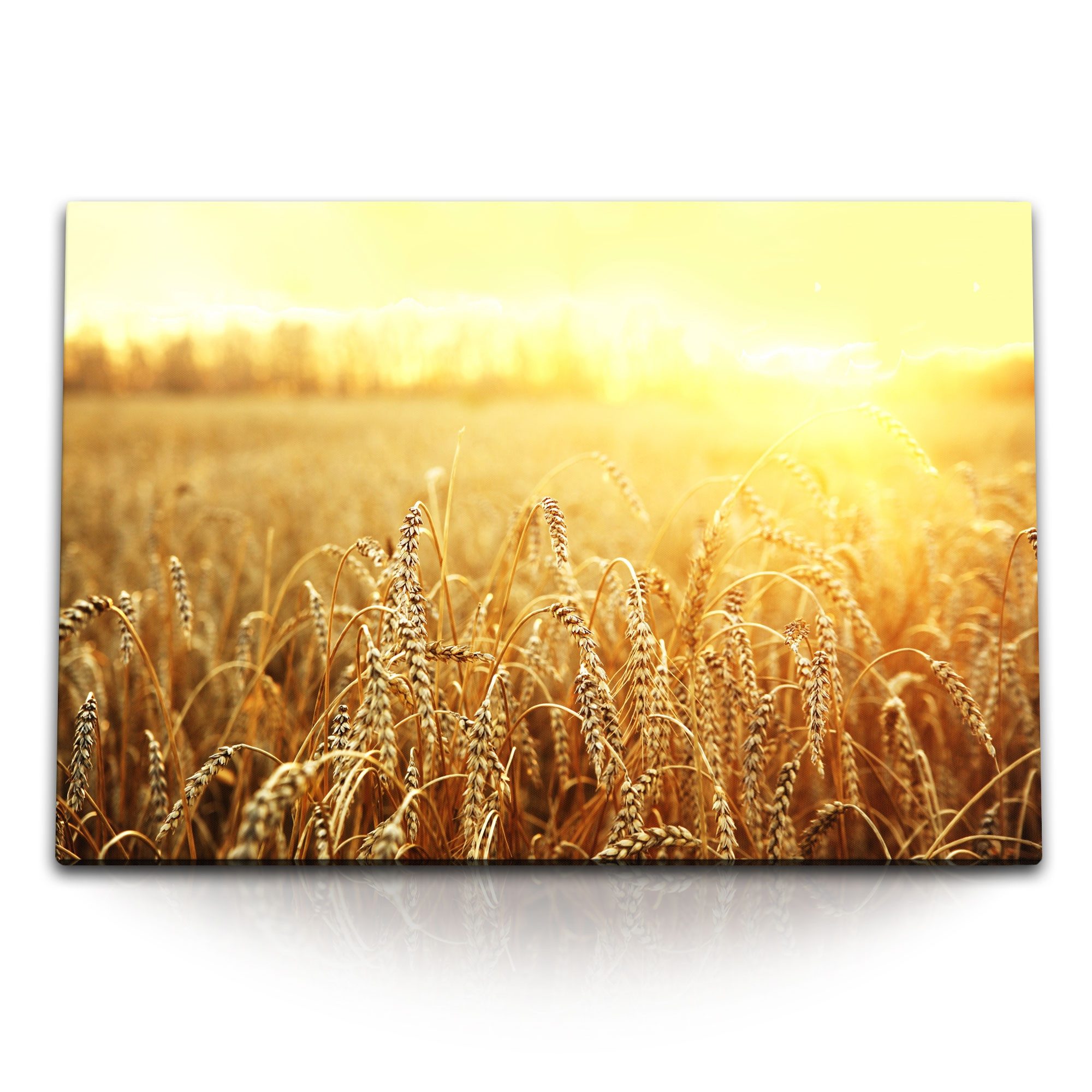 Sinus Art Leinwandbild 120x80cm Wandbild auf Leinwand Weizen Weizenfeld Sonnenschein Natur La, (1 St)