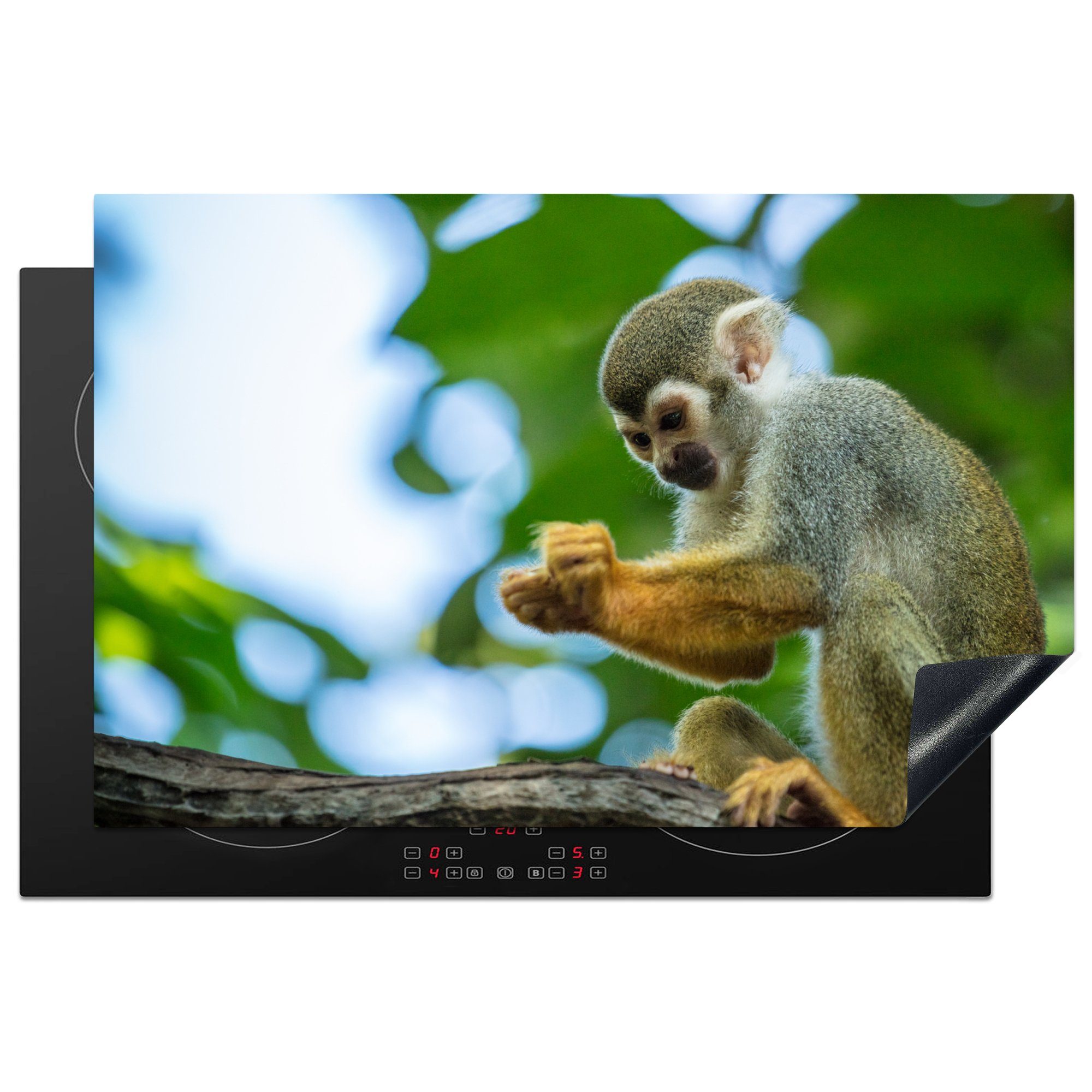 seine Eichhörnchen 81x52 cm, tlg), Herdblende-/Abdeckplatte auf Induktionskochfeld Schutz schaut küche, die Ceranfeldabdeckung für (1 Hände, MuchoWow Vinyl,