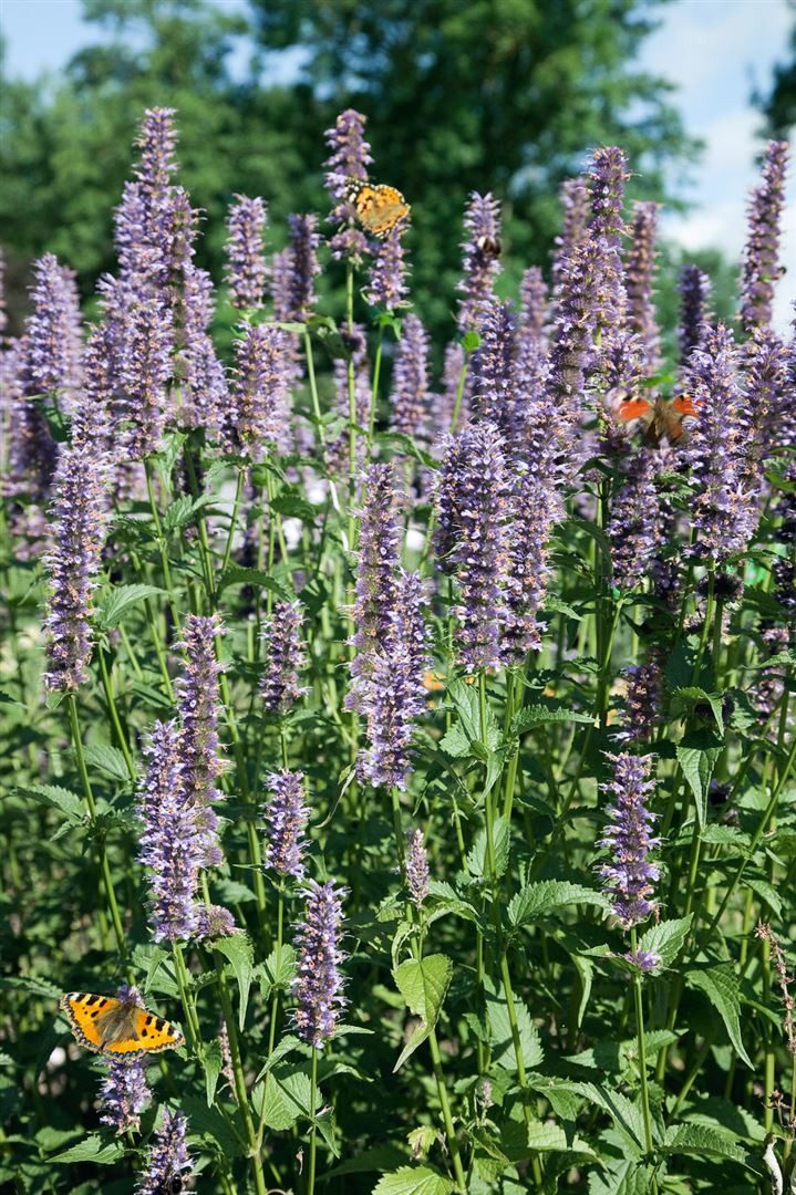 Pflanzen für Dich Staude Agastache rugosa Black Adder, 1 St., Koreanische Minze, Anisysop