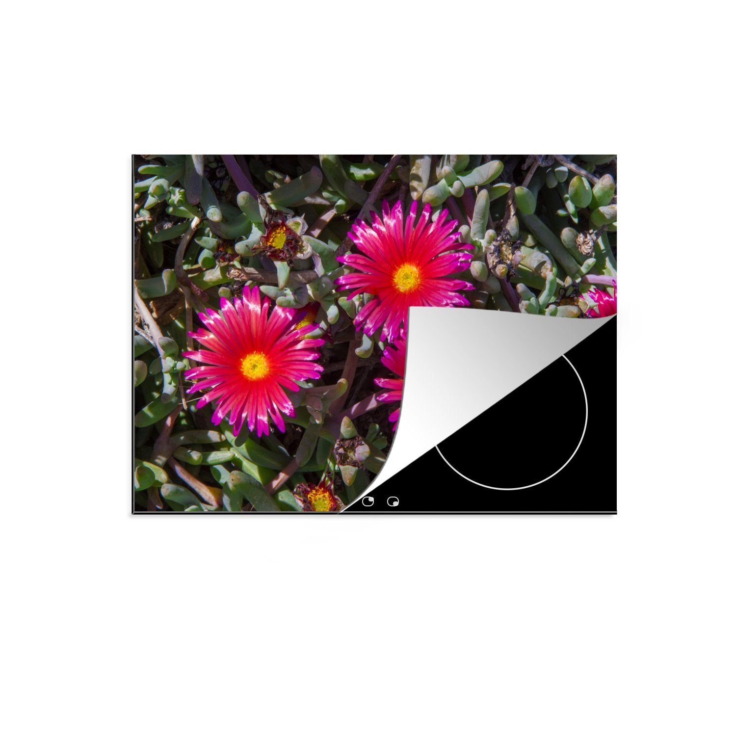 MuchoWow Herdblende-/Abdeckplatte Rote Eispflanze inmitten von anderen Pflanzen, Vinyl, (1 tlg), 71x52 cm, Induktionskochfeld Schutz für die küche, Ceranfeldabdeckung