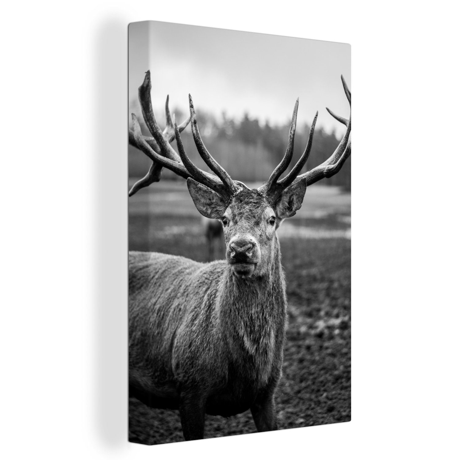OneMillionCanvasses® Leinwandbild Tiere - Hirsch - Geweih - Schwarz und weiß - Natur, Fotodruck (1 St), Leinwand Canvas Wandbild, Wanddekoration 20x30 cm