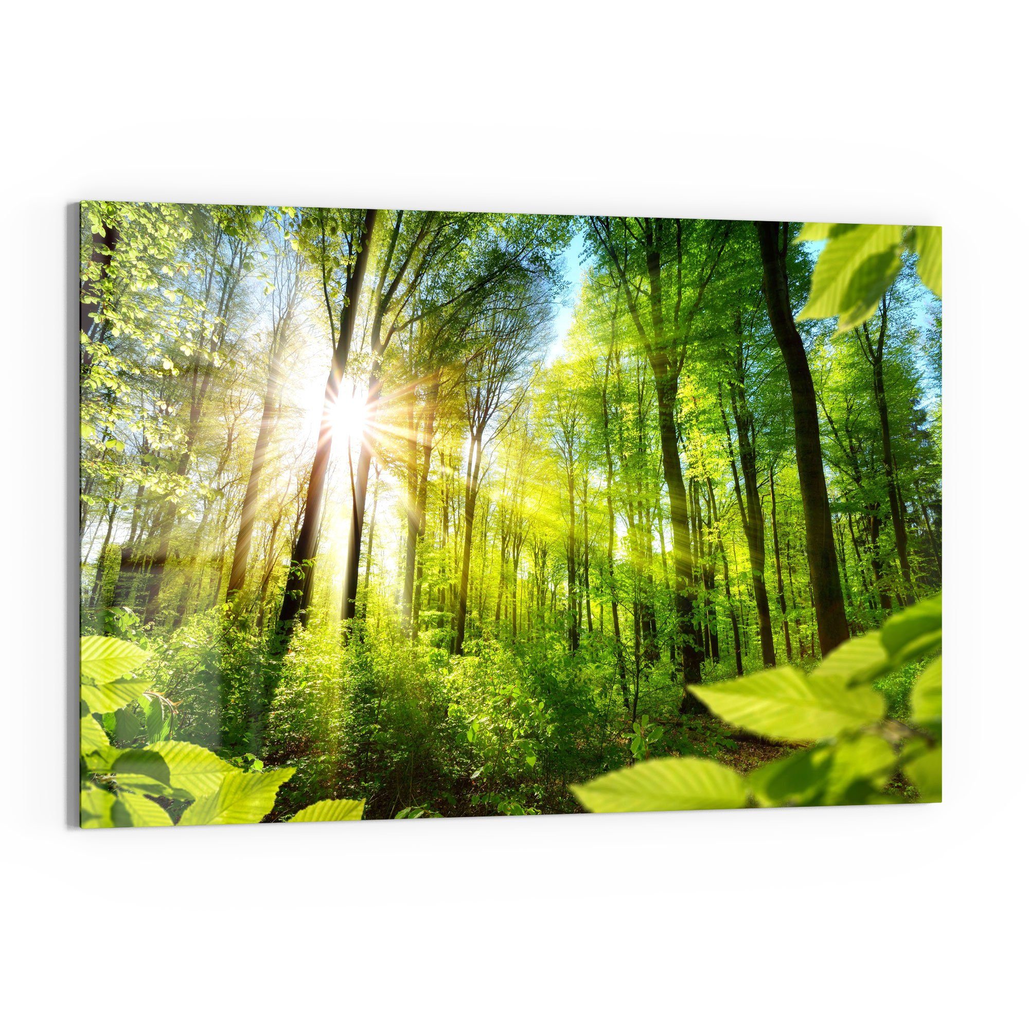 DEQORI Glasbild 'Licht durchdringt Bäume', 'Licht günstig online kaufen