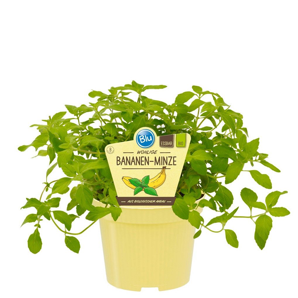 Exotenherz Gewürzkraut Bananen-Minze in BIO-Qualität Mentha arvensis Kräuterpflanze 12cm Topf