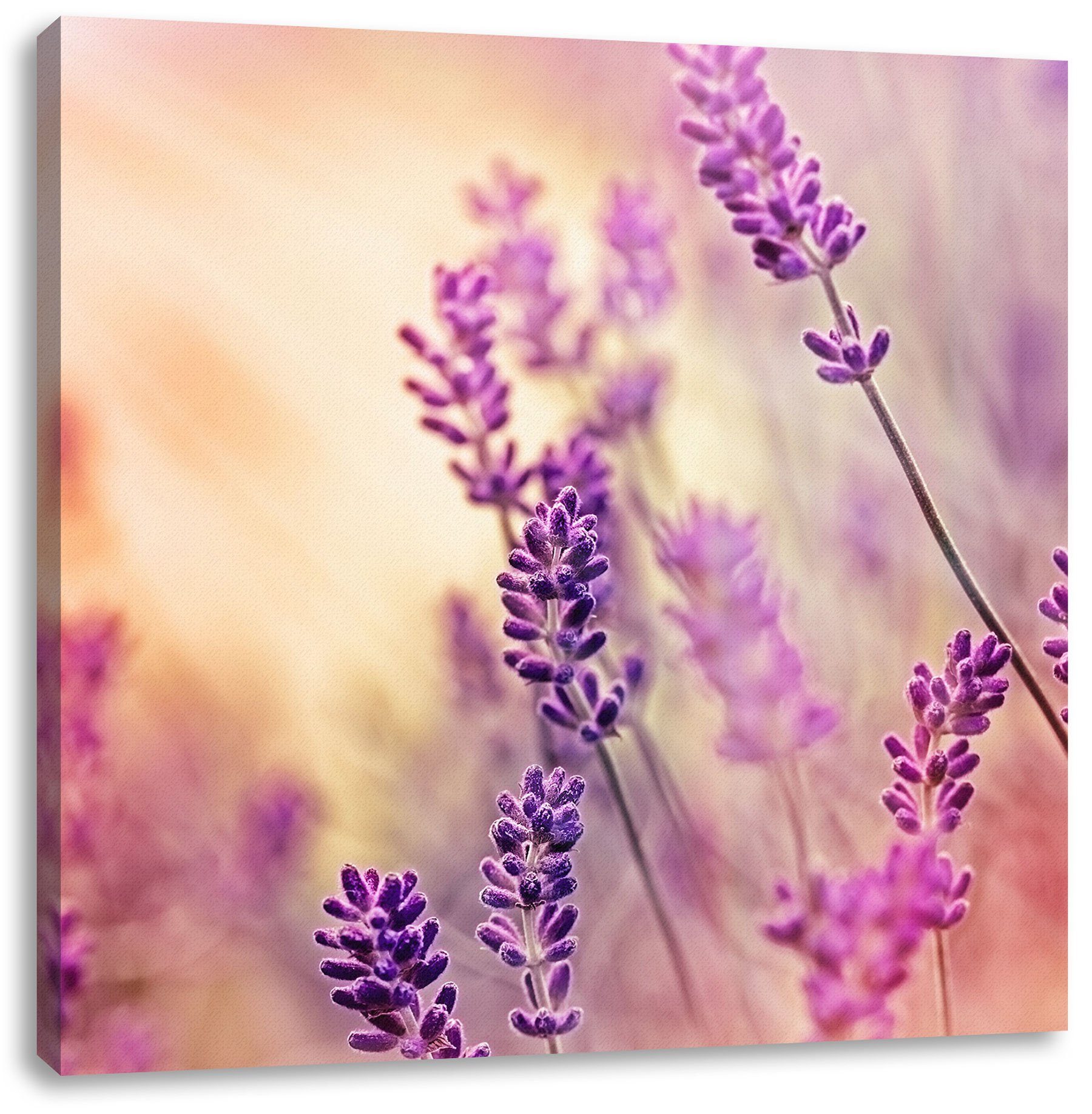 Pixxprint Leinwandbild Eleganter Lavendel, Eleganter Lavendel (1 St), Leinwandbild fertig bespannt, inkl. Zackenaufhänger