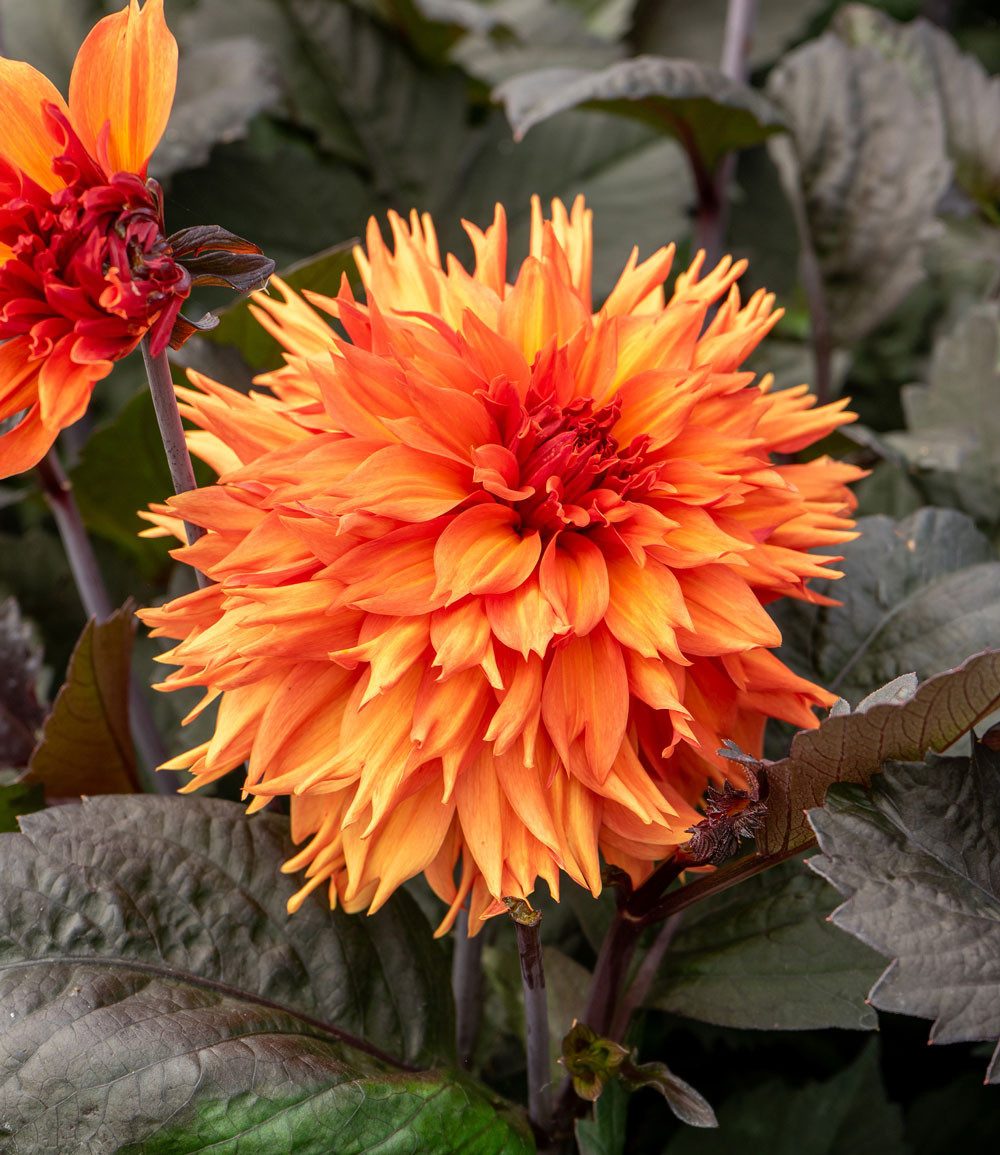 BALDUR Garten Blumenzwiebeln Dahlie 'Iron in the Fire®', Flammen-Dahlie, mehrjährig, besondere Farbe