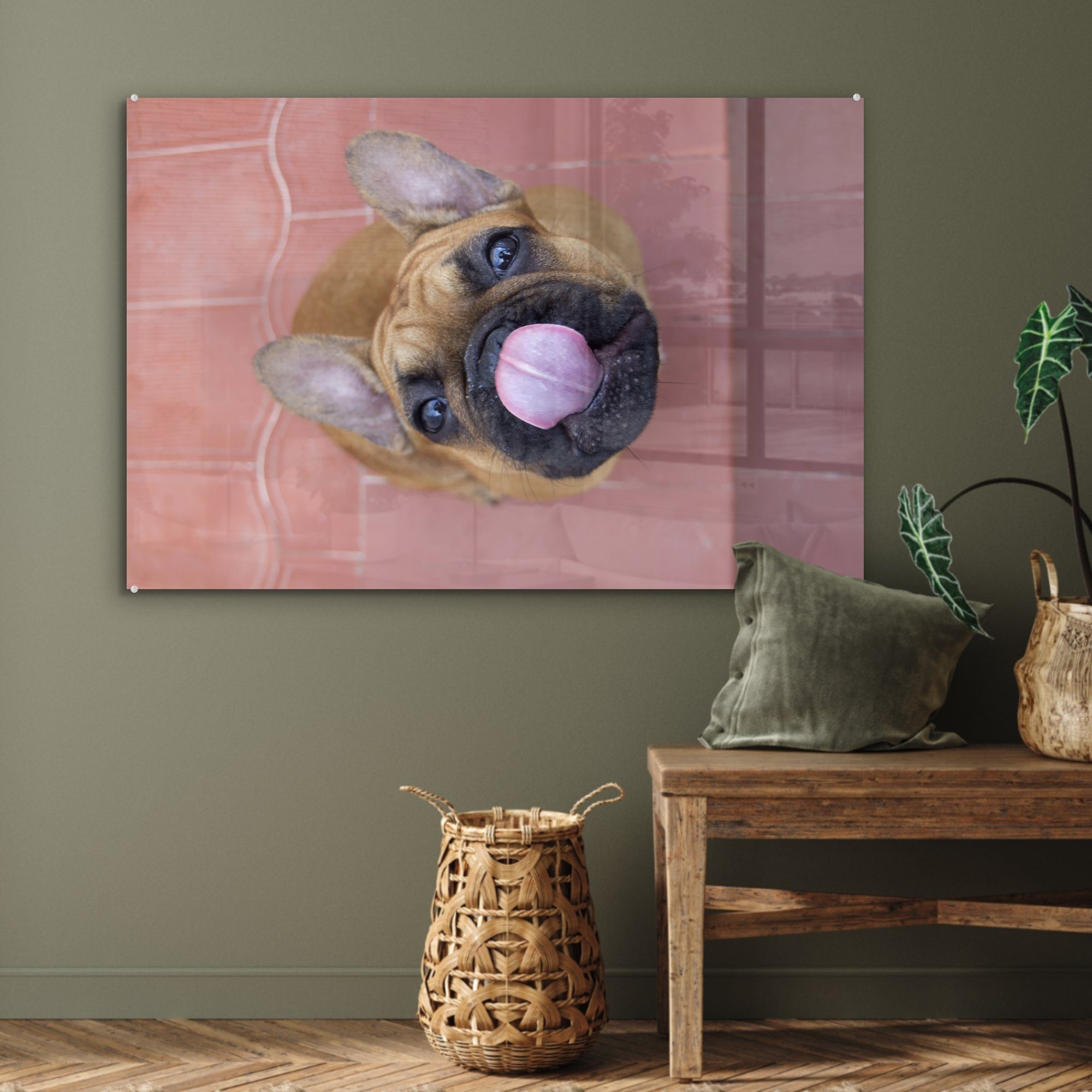 MuchoWow Acrylglasbild Ein Welpe (1 Acrylglasbilder Bulldogge, Französischen einer Wohnzimmer Schlafzimmer & St)