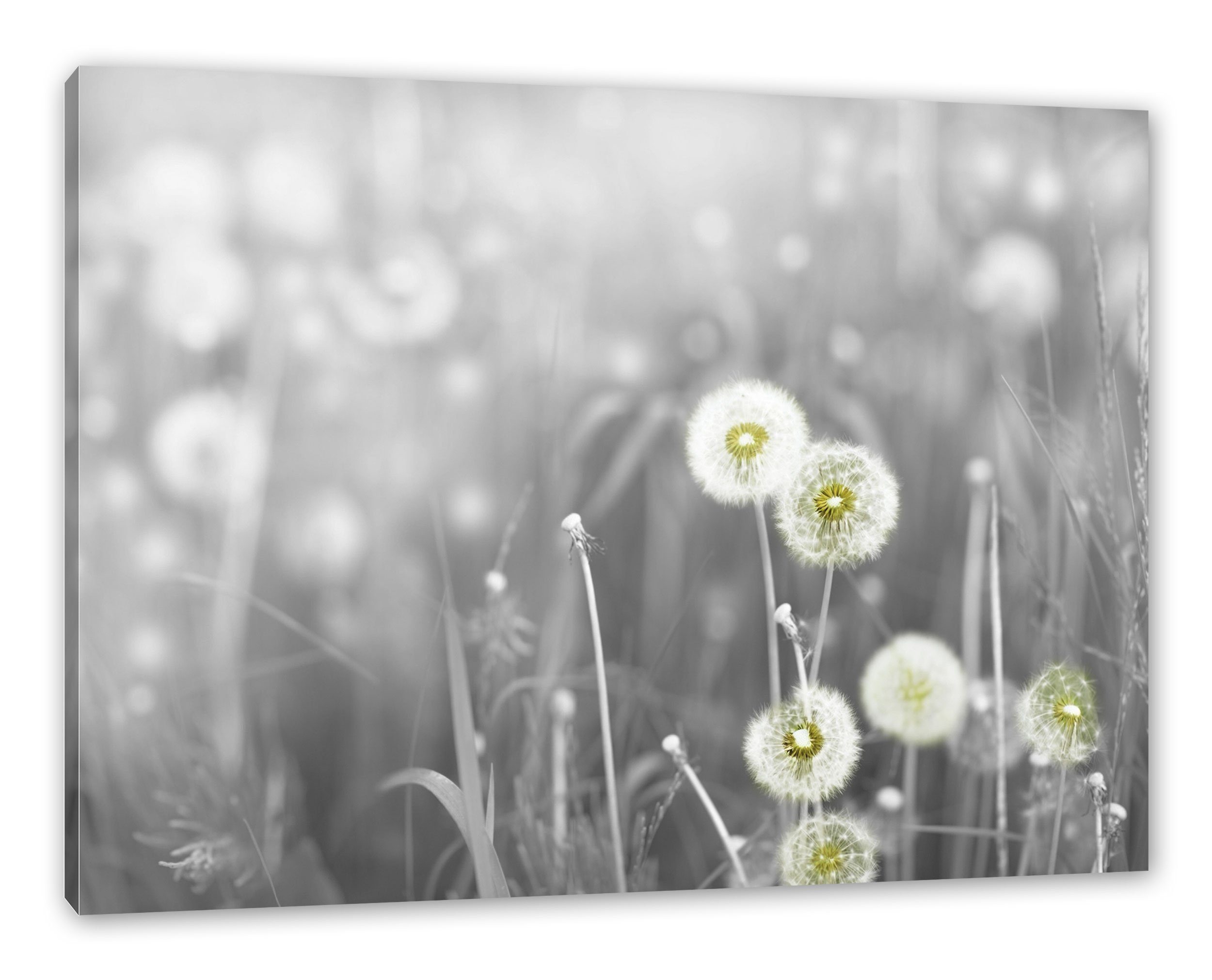 inkl. Leinwandbild Pusteblumen (1 bespannt, Zackenaufhänger Pixxprint St), fertig wunderschöne wunderschöne Pusteblumen, Leinwandbild