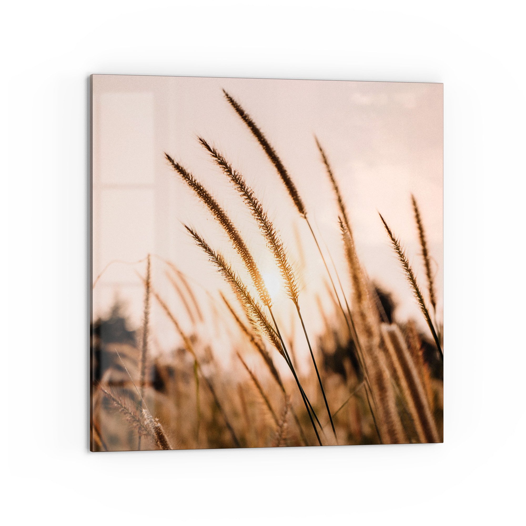 DEQORI Küchenrückwand 'Goldenes Abendgras', Glas Spritzschutz Badrückwand Herdblende