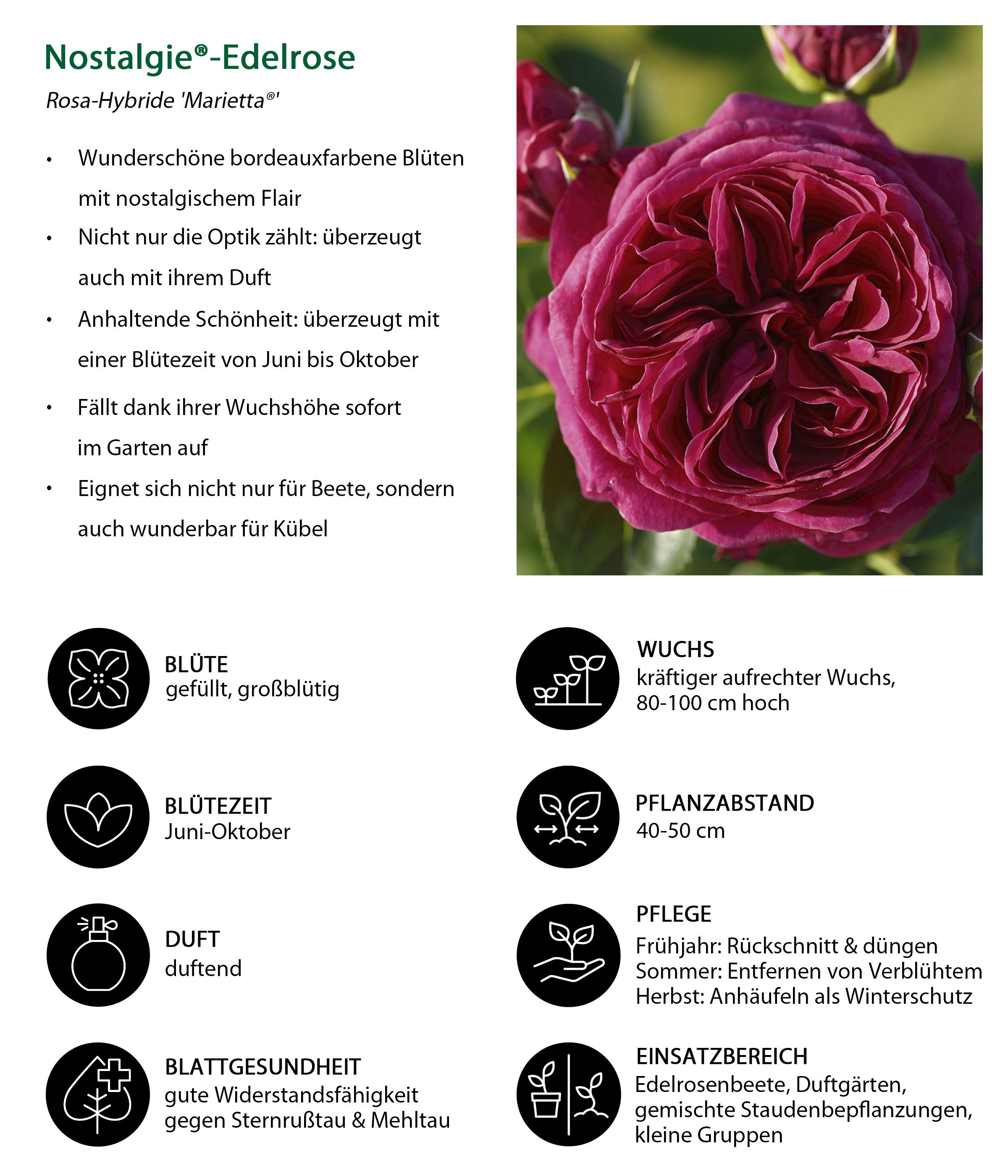 Dehner Rose Nostalgie-Edelrose Marietta® Gartenliebe, 3er-Set, dunkelrote Blüten, gefüllt und duftend, wurzelnackte Ware, Züchter Tantau