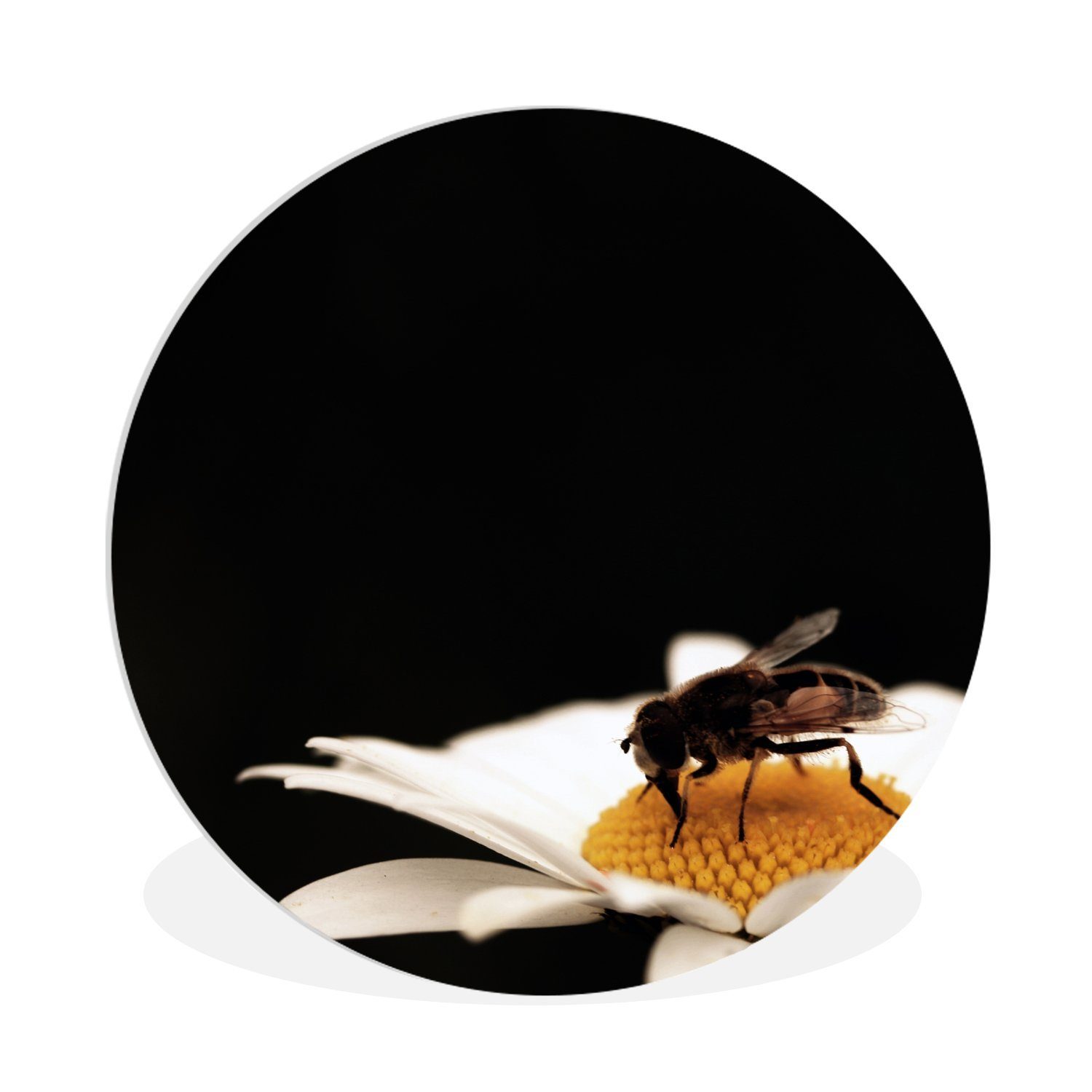MuchoWow Gemälde Honigbienen trinken, (1 Rundes Wandbild, Wohnzimmer, cm Wanddekoration St), Kreis 30x30 Forex