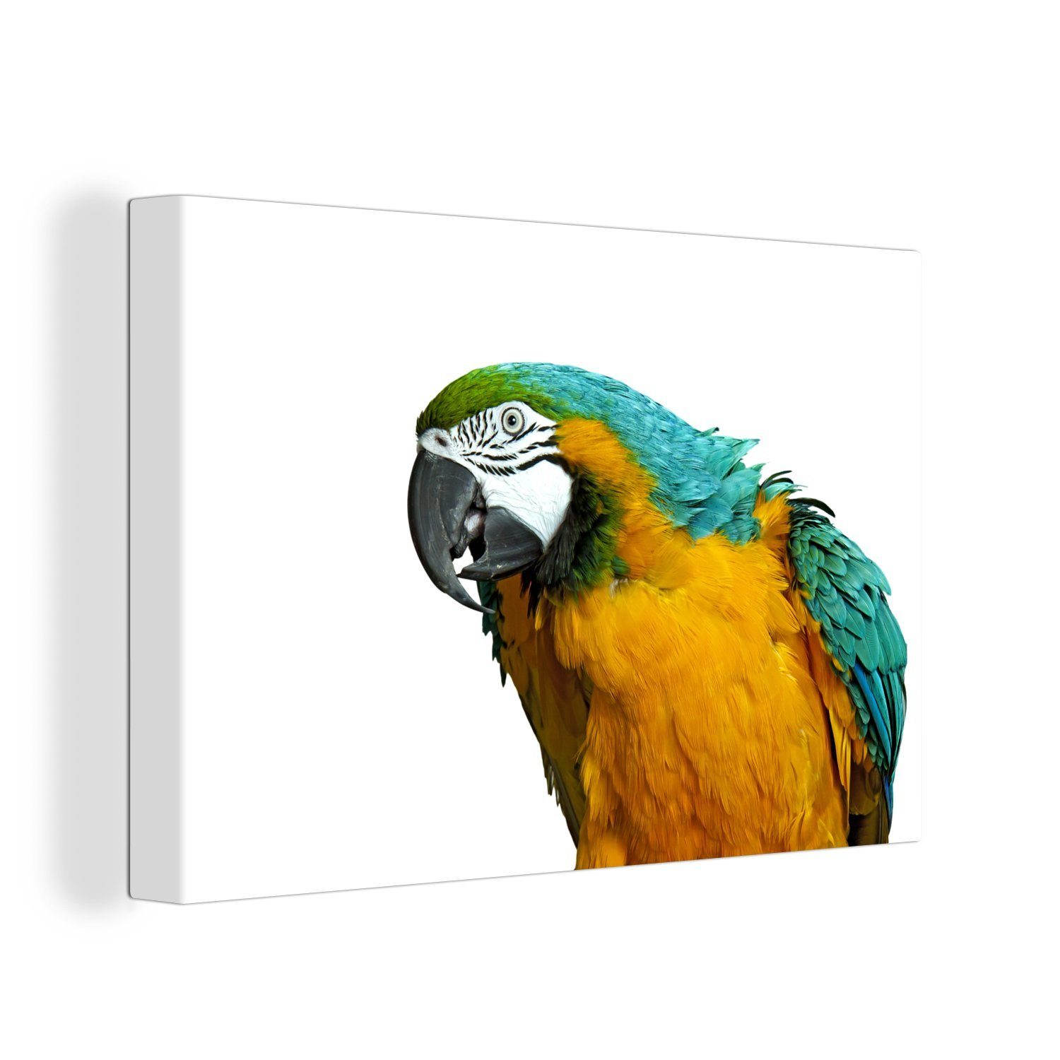 OneMillionCanvasses® Leinwandbild Papagei - Vogel - Federn - Porträt, (1 St),  Wandbild Leinwandbilder, Aufhängefertig, Wanddeko, 30x20 cm