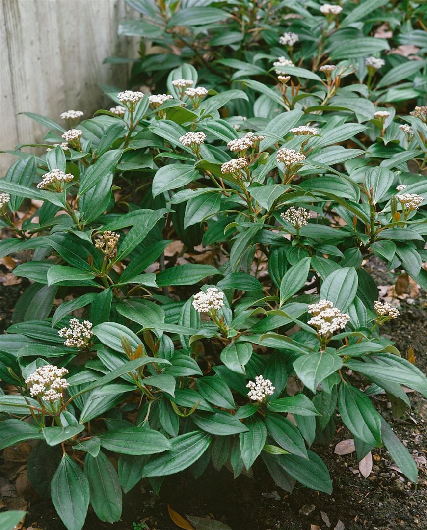 Pflanzen für Dich Gehölze Viburnum davidii, 1 St., David-Schneeball, Immergrüner Schneeball
