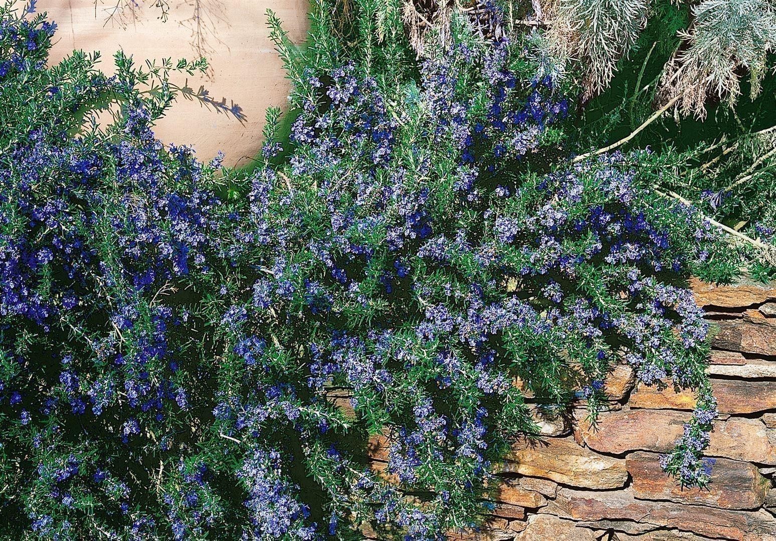 Pflanzen für Dich Staude Rosmarinus off. Corsican Blue, 1 St., Rosmarin