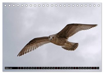 CALVENDO Wandkalender Ostseevögel (Tischkalender 2025 DIN A5 quer), CALVENDO Monatskalender