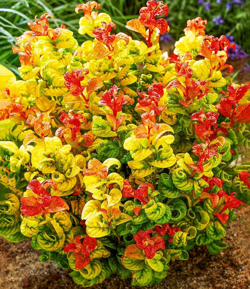 BALDUR Garten Zierstrauch Traubenheide 'Curly Gold®', 2 St., Purpurrote, immergrün,winterhart, mehrjährig, pflegeleicht