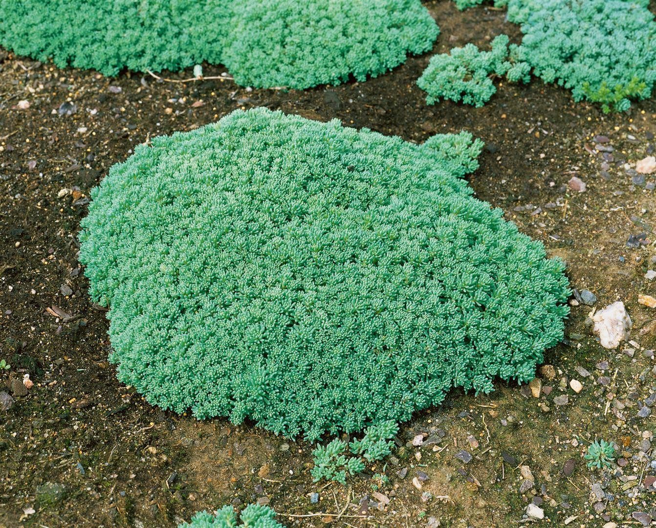 Pflanzen für Dich Staude Sedum lydium, 1 St., Mauerpfeffer, Fetthenne