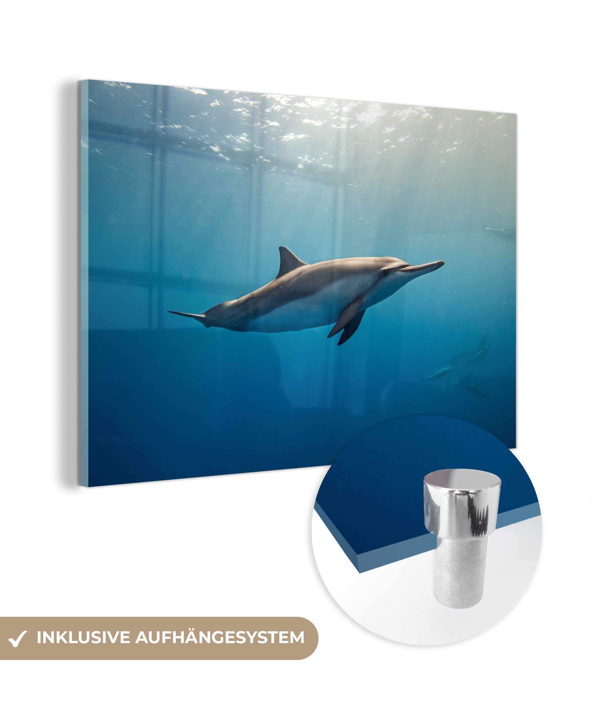 MuchoWow Acrylglasbild Delfin - Meer - Sonne, (1 St), Acrylglasbilder Wohnzimmer & Schlafzimmer