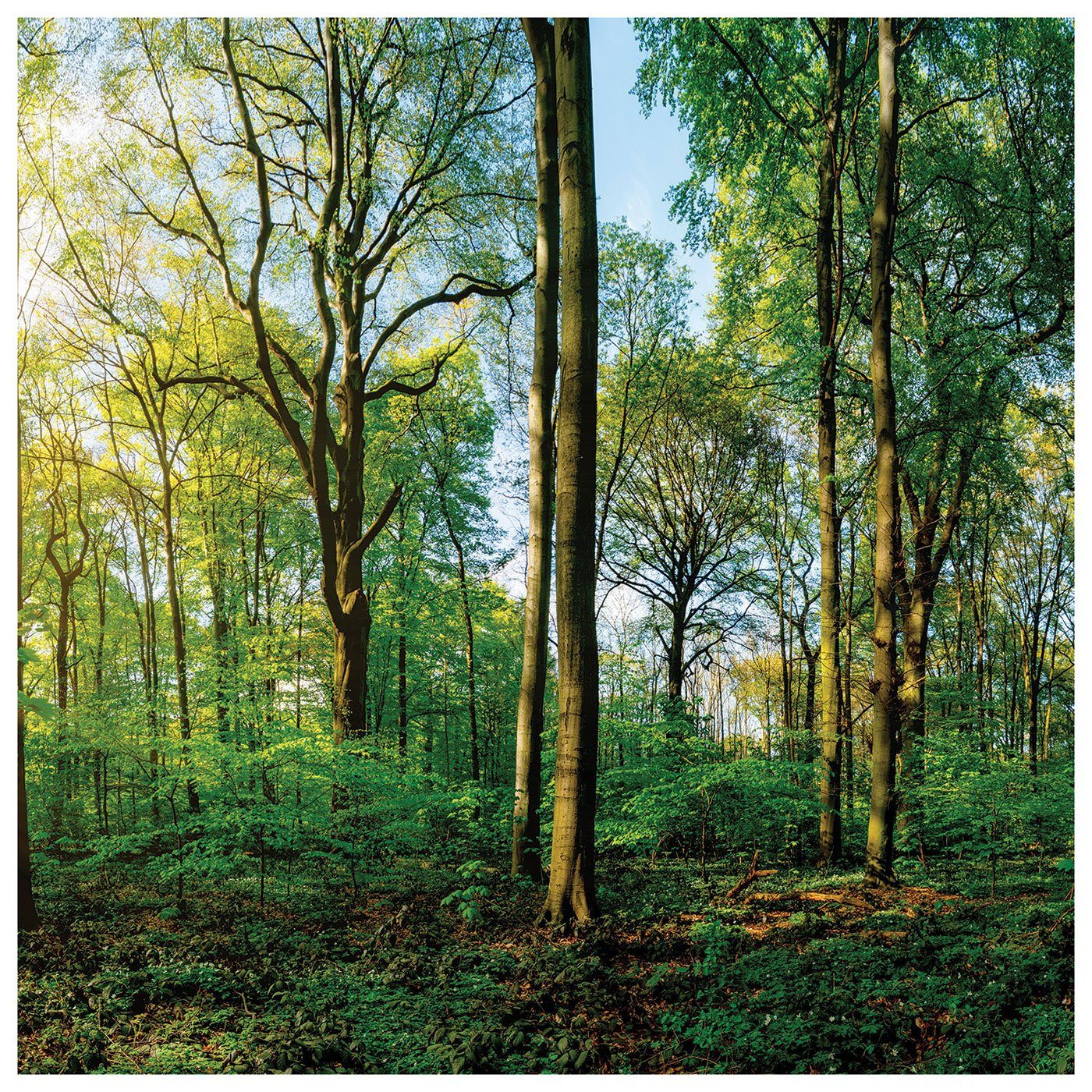 Levandeo® Glasbild, 3er Set Wandbild je 30x30cm Glasbild Wald Natur Sonne L günstig online kaufen