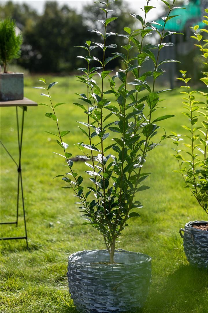 Pflanzen für Dich Gehölze Ligustrum vulg. Atrovirens, 1 St., Gewöhnlicher Liguster, Heckenliguster, Liguster