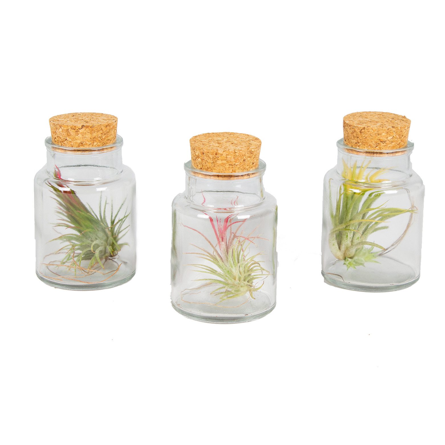 Bloomique Zimmerpflanze Bloomique - 3er Mix - Tillandsia im Glas - Tillandsien - Luftpflanzen, 3 St.