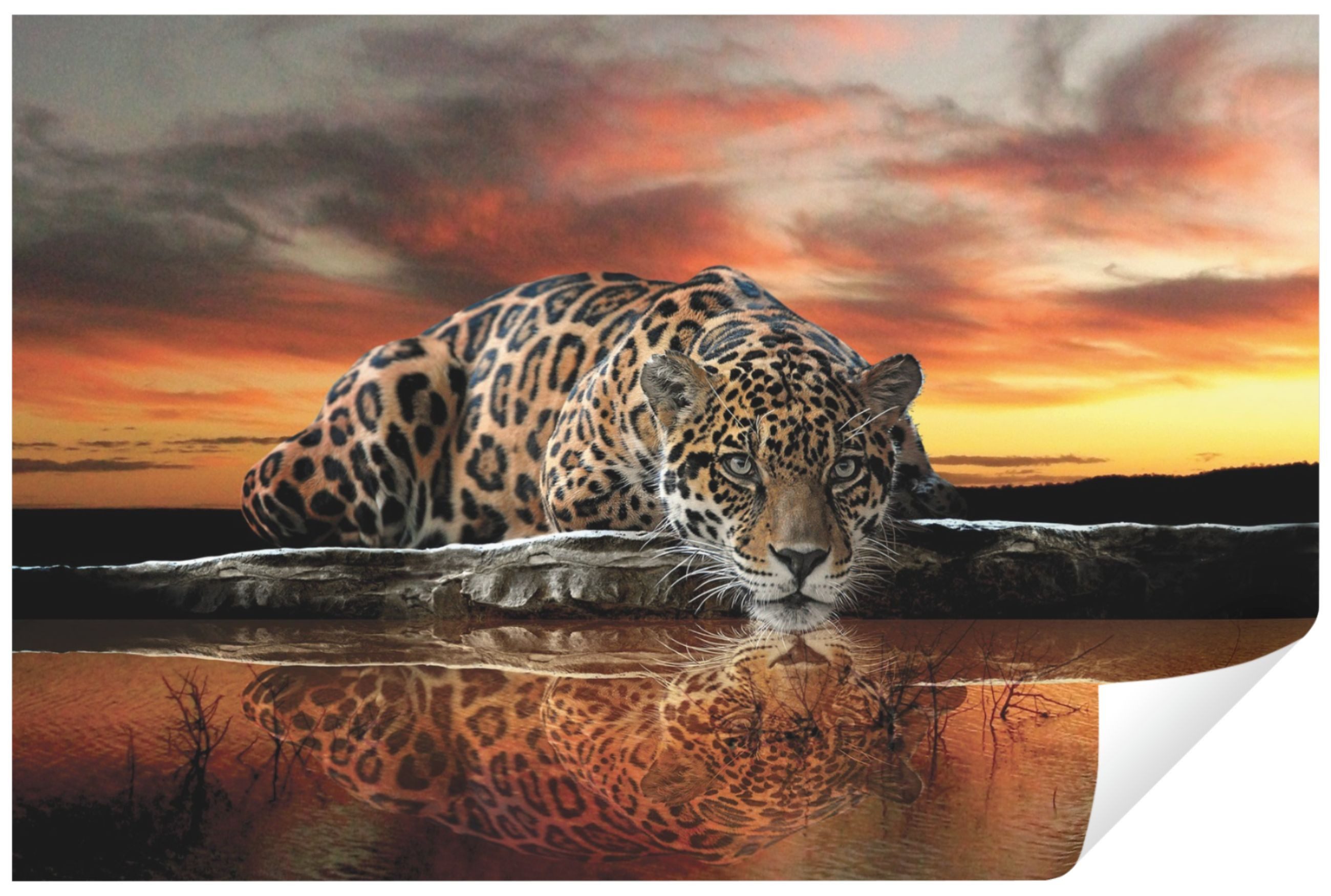Wallarena Fototapete Lampard Tiere Tiger Natur Sonnenuntergang Vlies Tapete günstig online kaufen