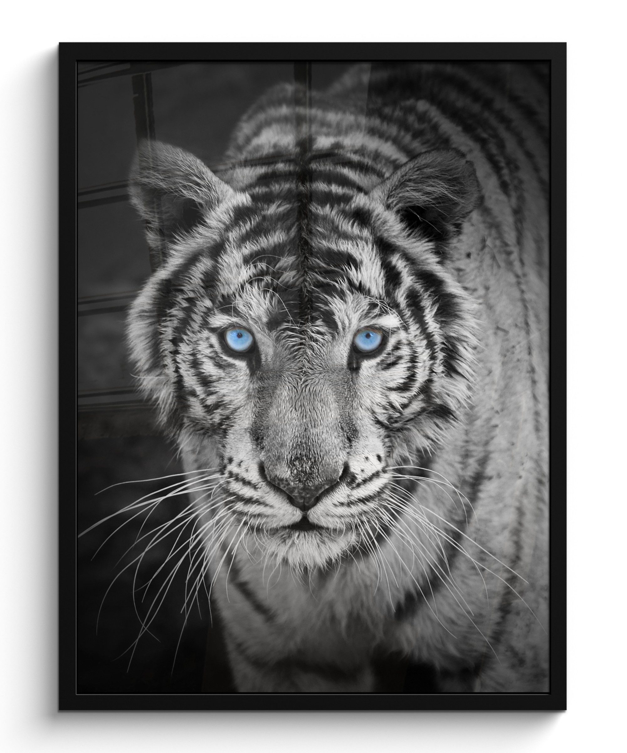 MuchoWow Poster Tiere - Tiger - Schwarz und weiß - Augen - Blau, (1 St), Bilderrahmen, Poster mit Rahmen, Wohnzimmer Deko, 30x40 cm