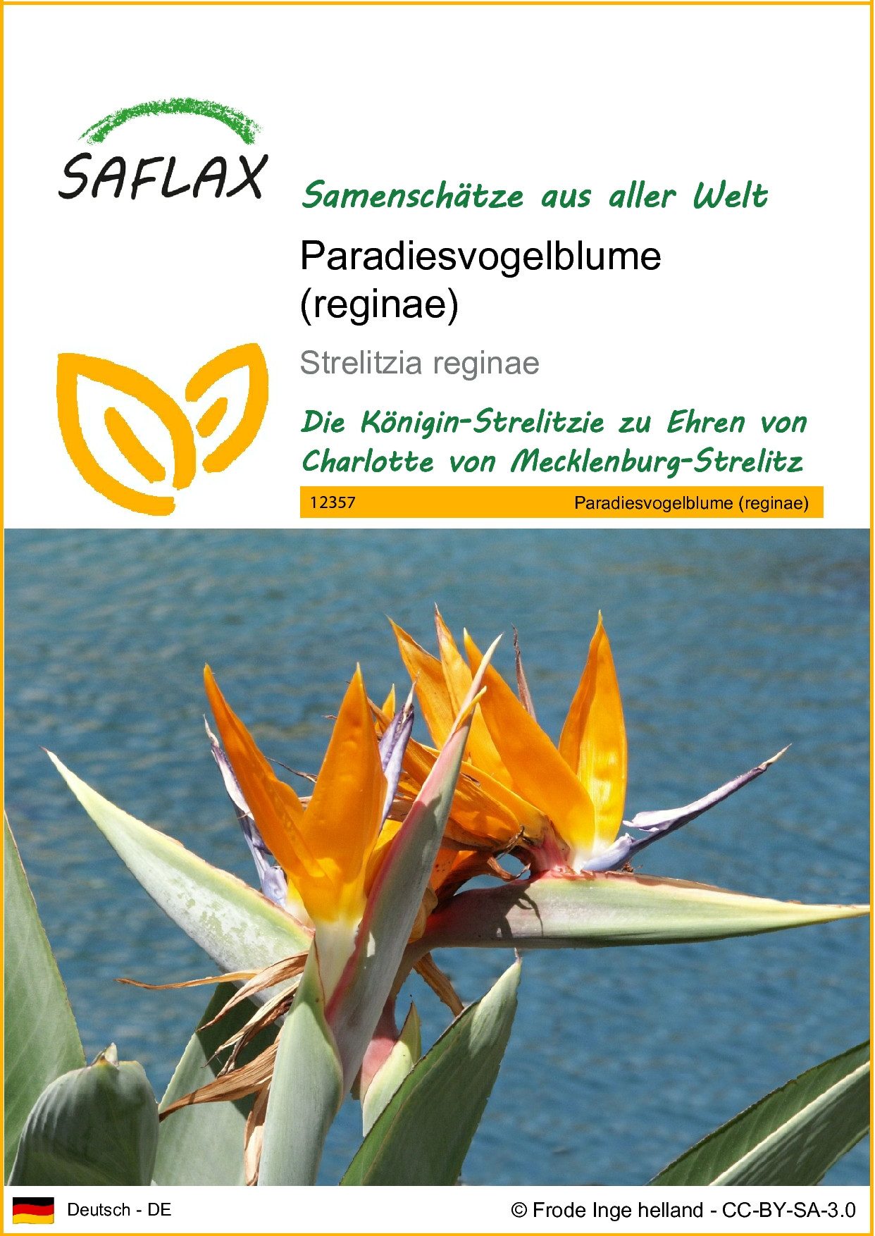 SAFLAX Blumensamen SAFLAX - Samen - Paradiesvogelblume (reginae)