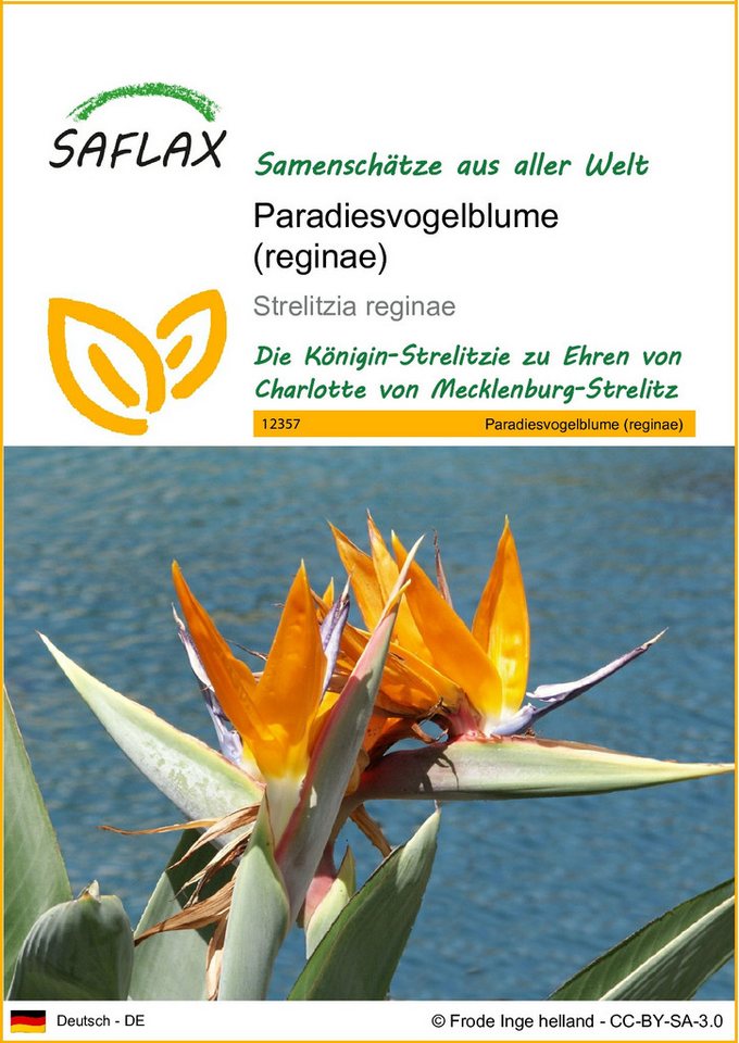 SAFLAX Blumensamen SAFLAX - Samen - Paradiesvogelblume (reginae)