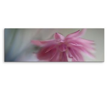 Sinus Art Leinwandbild Naturfotografie  Altrosa Blüte auf Leinwand exklusives Wandbild moderne Fotografie für ihre Wand in