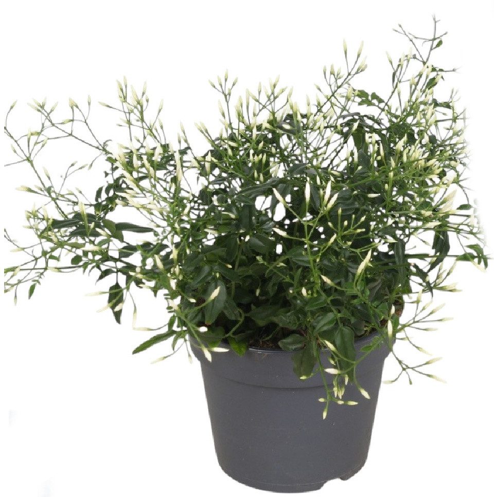 meinvipshop Kübelpflanzen Jasmin 30cm weiss duftend