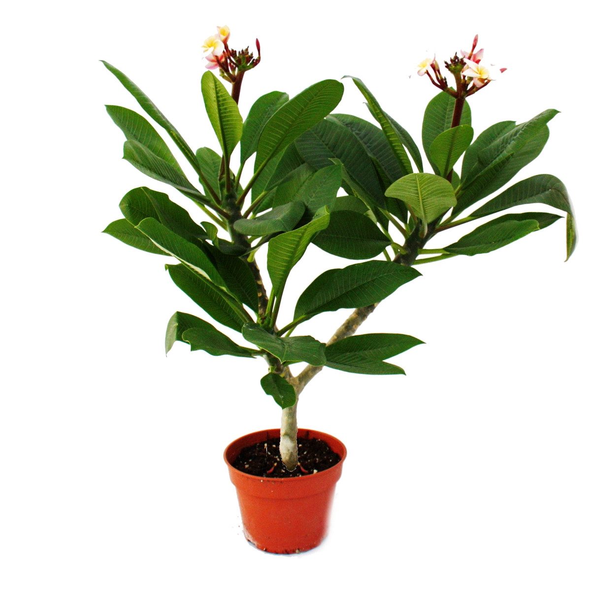 Exotenherz Zimmerpflanze Hawaianischer Tempelbaum - Plumeria - Überraschung günstig online kaufen