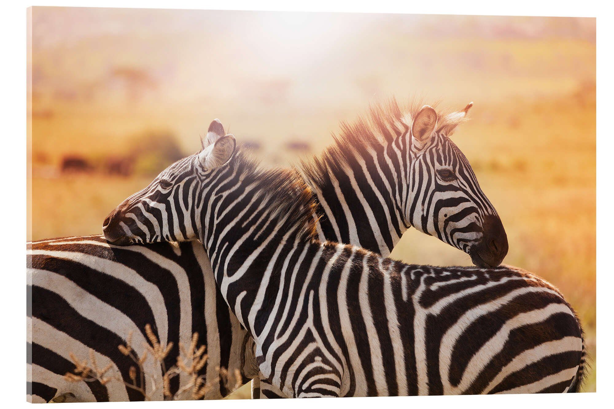 Posterlounge Wandbild Zebrastute mit Fohlen, Kenia, Editors Choice, erhältlich als Poster, Leinwandbild, Wandsticker oder Acrylglasbild