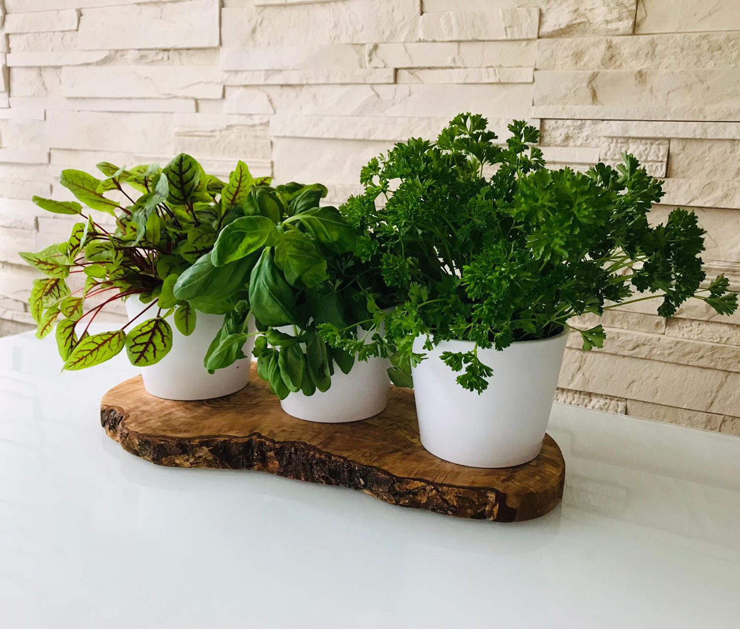 Olivenholz-erleben Kräuterbeet 3er Kräuterstation auf Olivenholz-Sockel mit weißen Keramikübertöpfen (Set, 4 St), Edler Platz für frische Küchenkräuter – naturbelassen & dekorativ