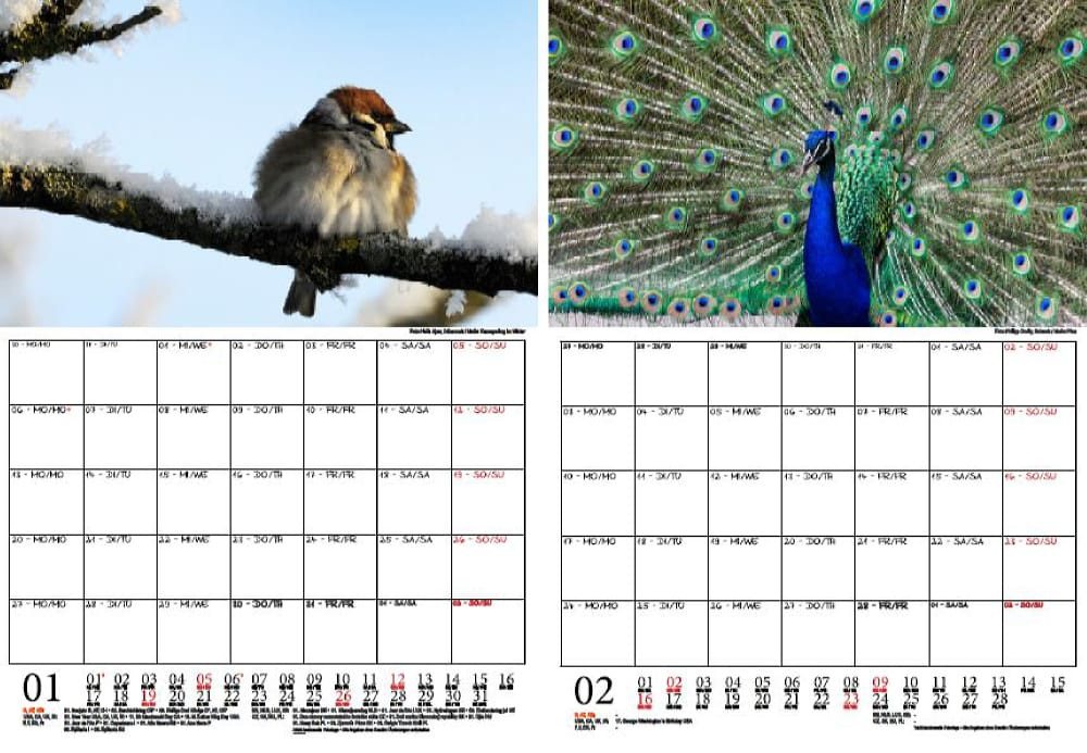 Thumbnail - Seelenzauber Wandkalender Vogelzauber Wand- Planer Kalender für 2025 DIN A4 Vögel
