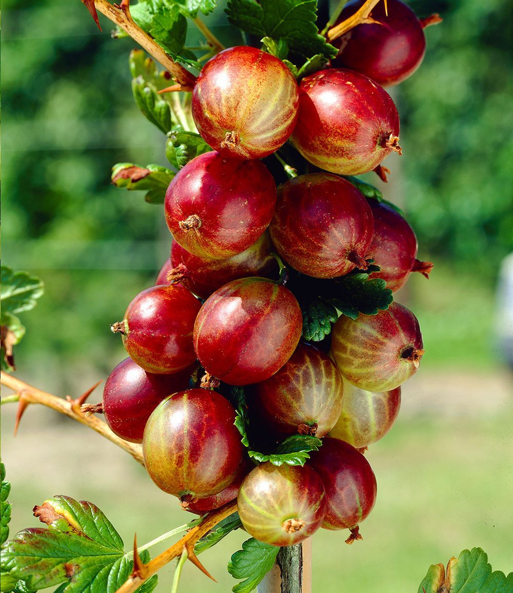 BALDUR Garten Obstpflanze Rote Säulen-Stachelbeere, 1 St., Selbstbefruchtend,winterhart, mehrjährig, pflegeleicht