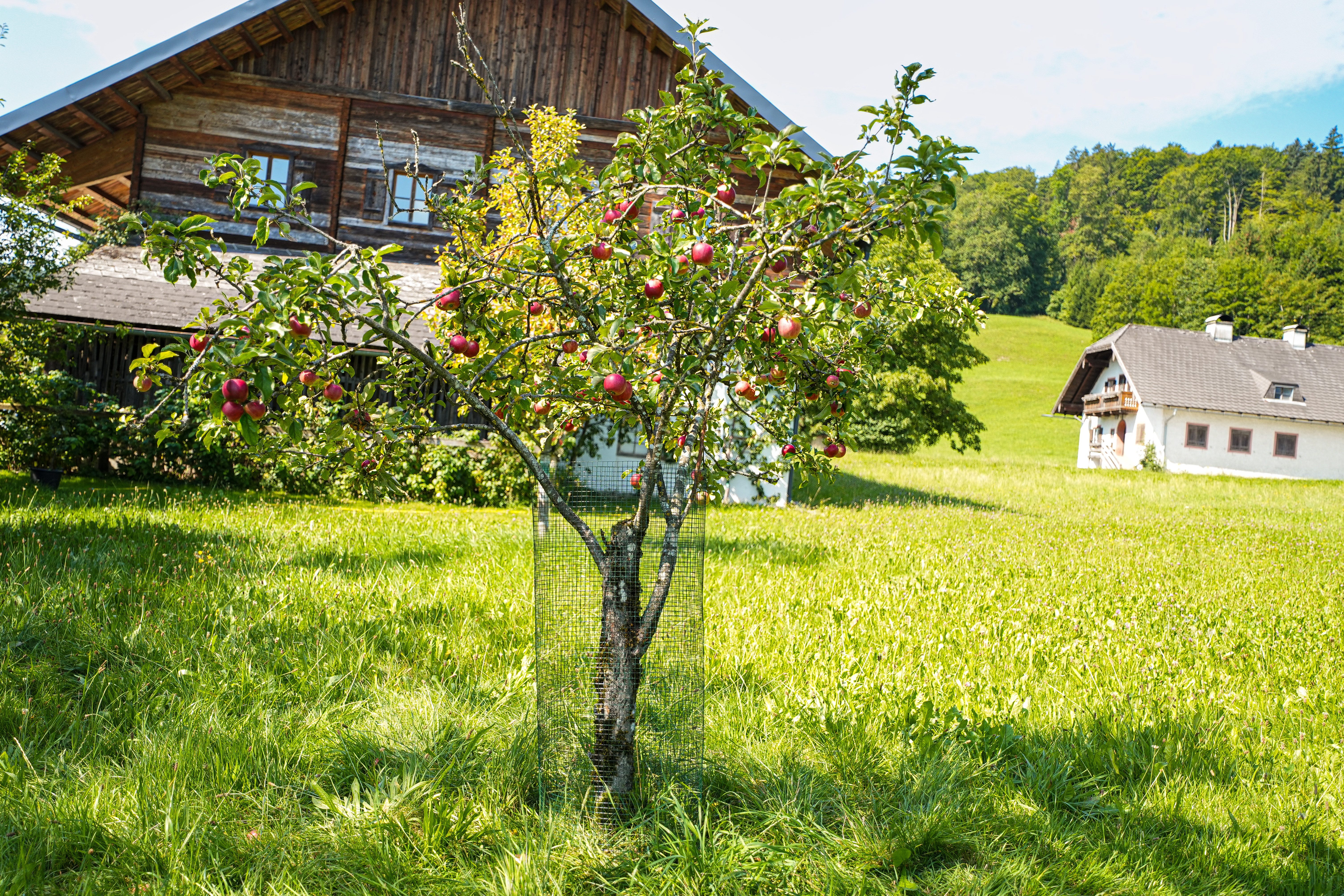 Windhager Voliere für Tiere und Garten, Drahgitter für den Außenbereich, Stahlgitter erhältlich in unterschiedlichen Größen, grün