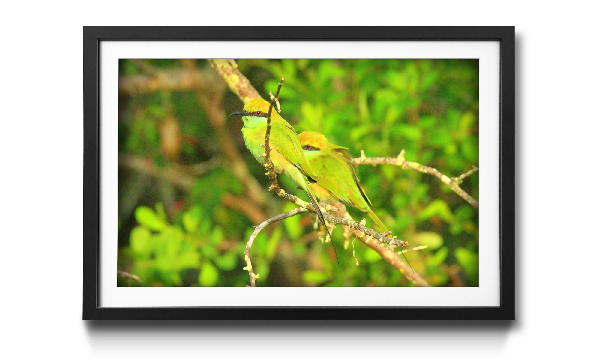 Größen Bild mit 4 Wandbild, Rahmen Birds, erhältlich Vögel, in Green WandbilderXXL