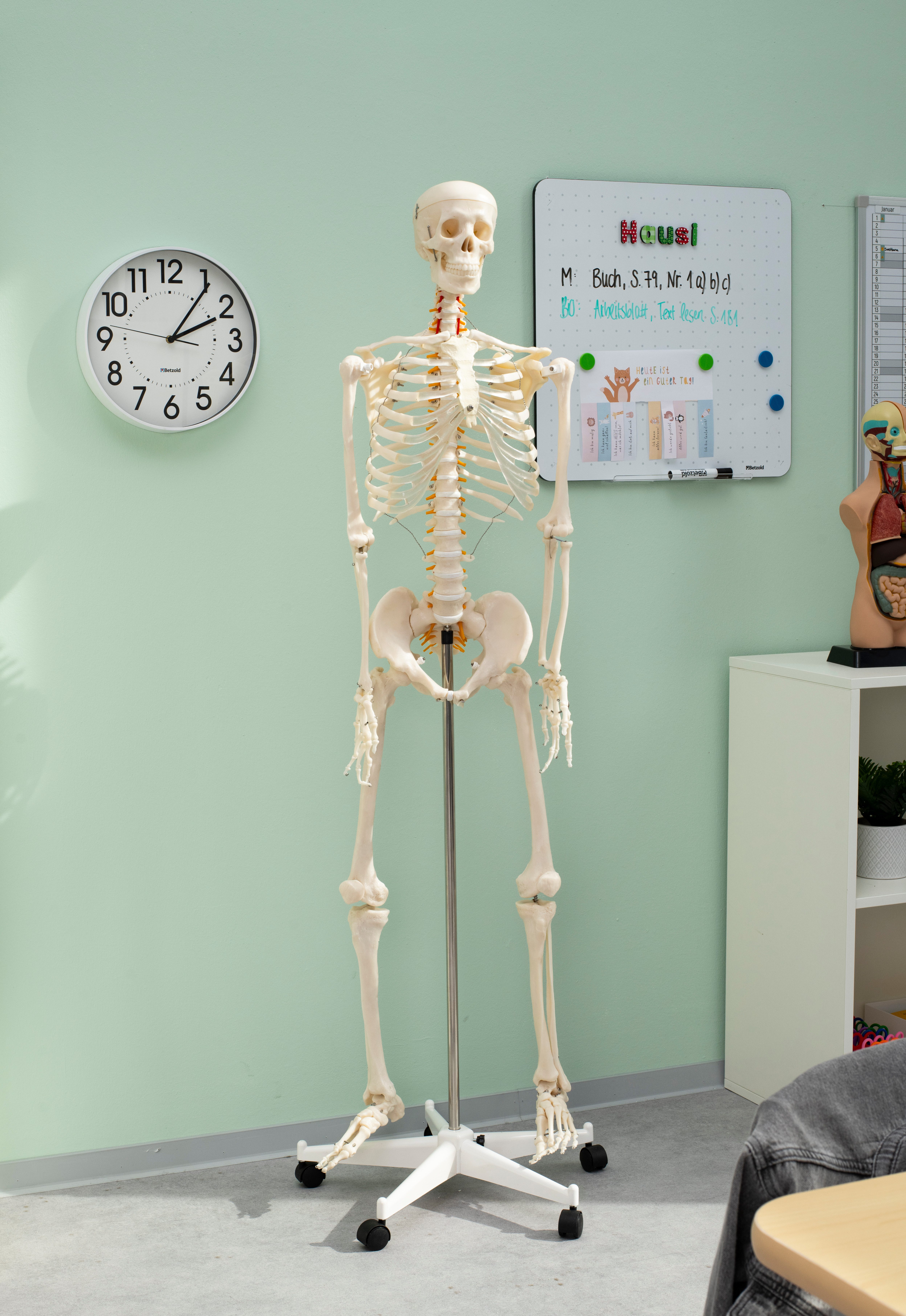 Betzold Lernspielzeug Menschliches Skelett