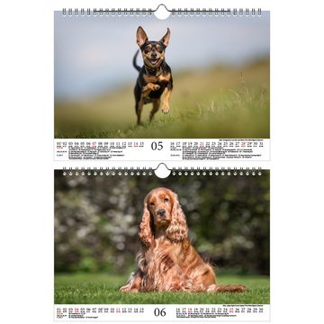 Seelenzauber Wandkalender Hundezauber Kleine Hunde DIN A4 Kalender für 2023 Welpen und kleine