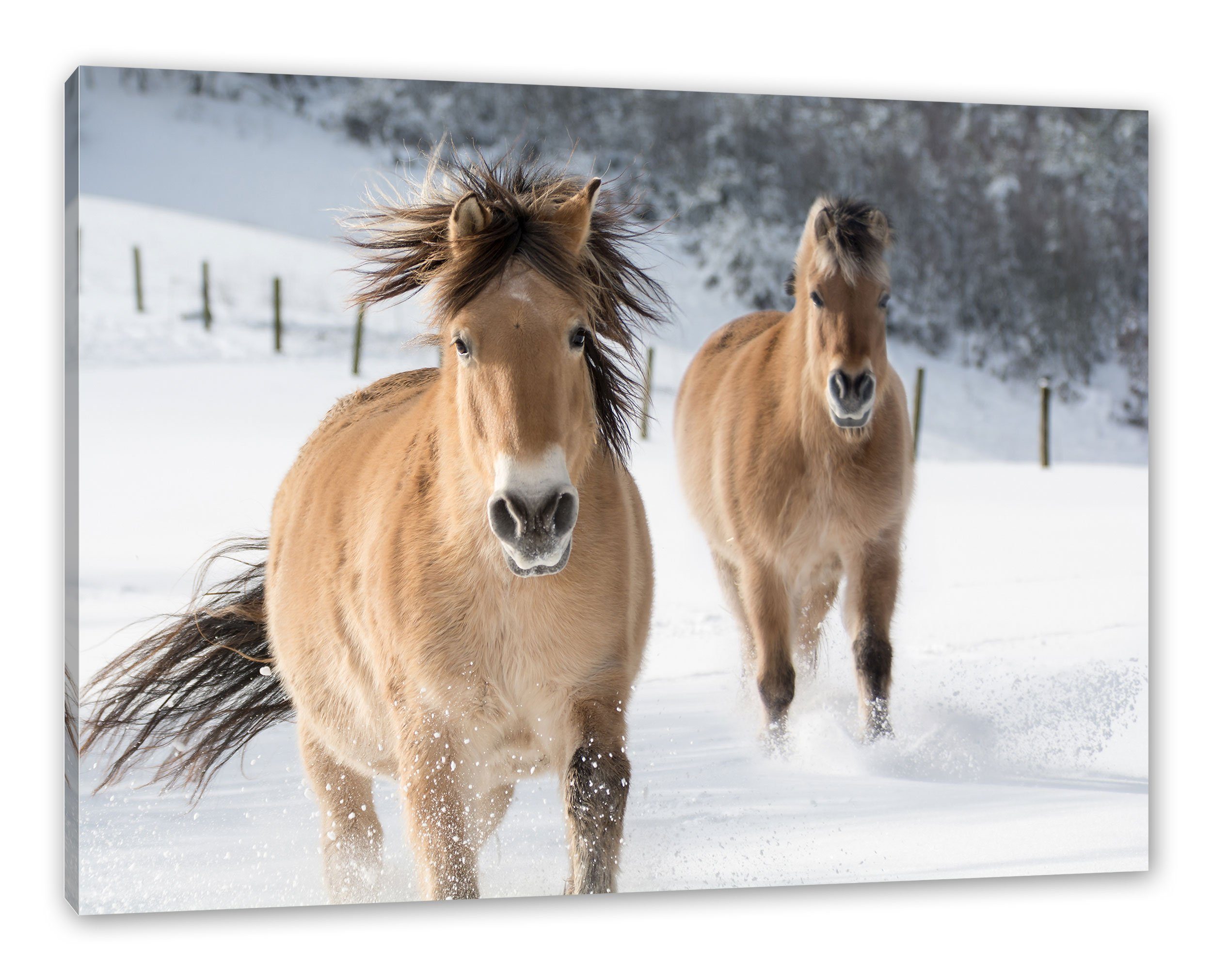 Pixxprint Leinwandbild Pferd im Schnee, Pferd im Schnee (1 St), Leinwandbild fertig bespannt, inkl. Zackenaufhänger