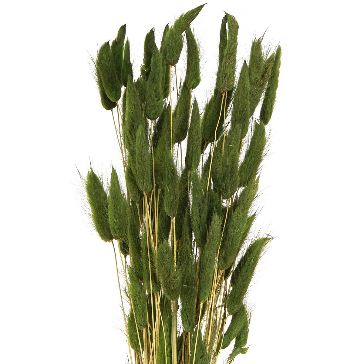 Trockenblume Hasenschwanzgras Deko Trockenblumen Samtgras Elegante, Viana, Höhe 20 cm