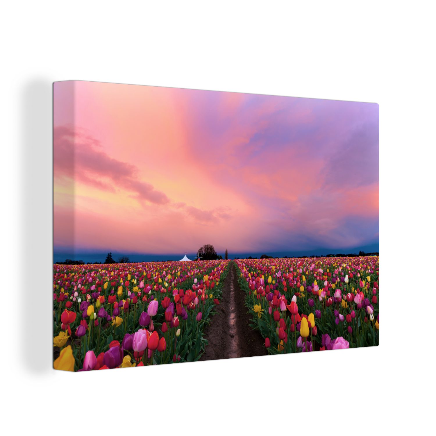 OneMillionCanvasses® Leinwandbild Sonnenuntergang auf 30x20 dem St), (1 Leinwandbilder, Wandbild Aufhängefertig, cm Wanddeko, Tulpenfeld