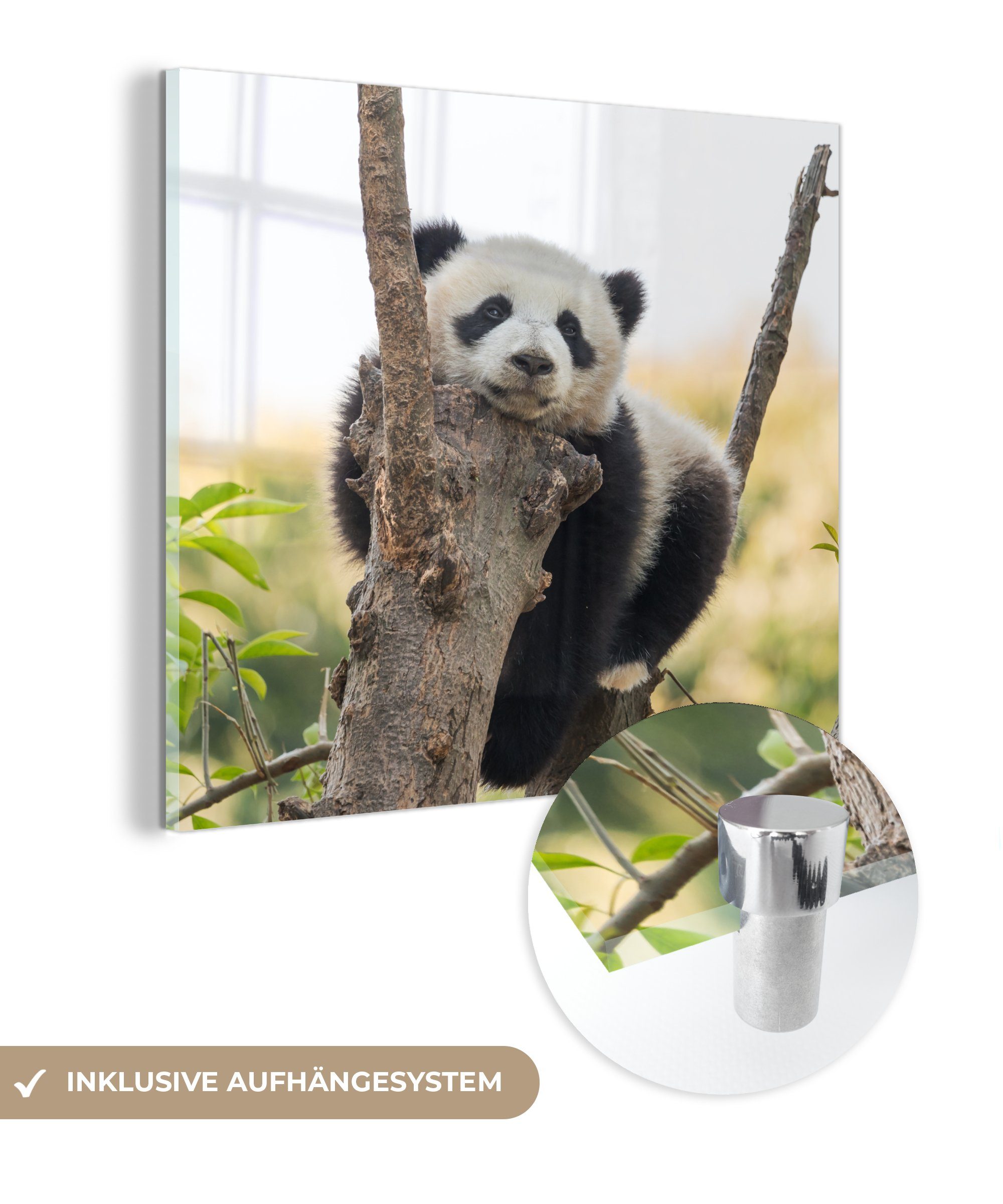 MuchoWow Acrylglasbild Panda - Baum - Licht, (1 St), Glasbilder - Bilder auf Glas Wandbild - Foto auf Glas - Wanddekoration