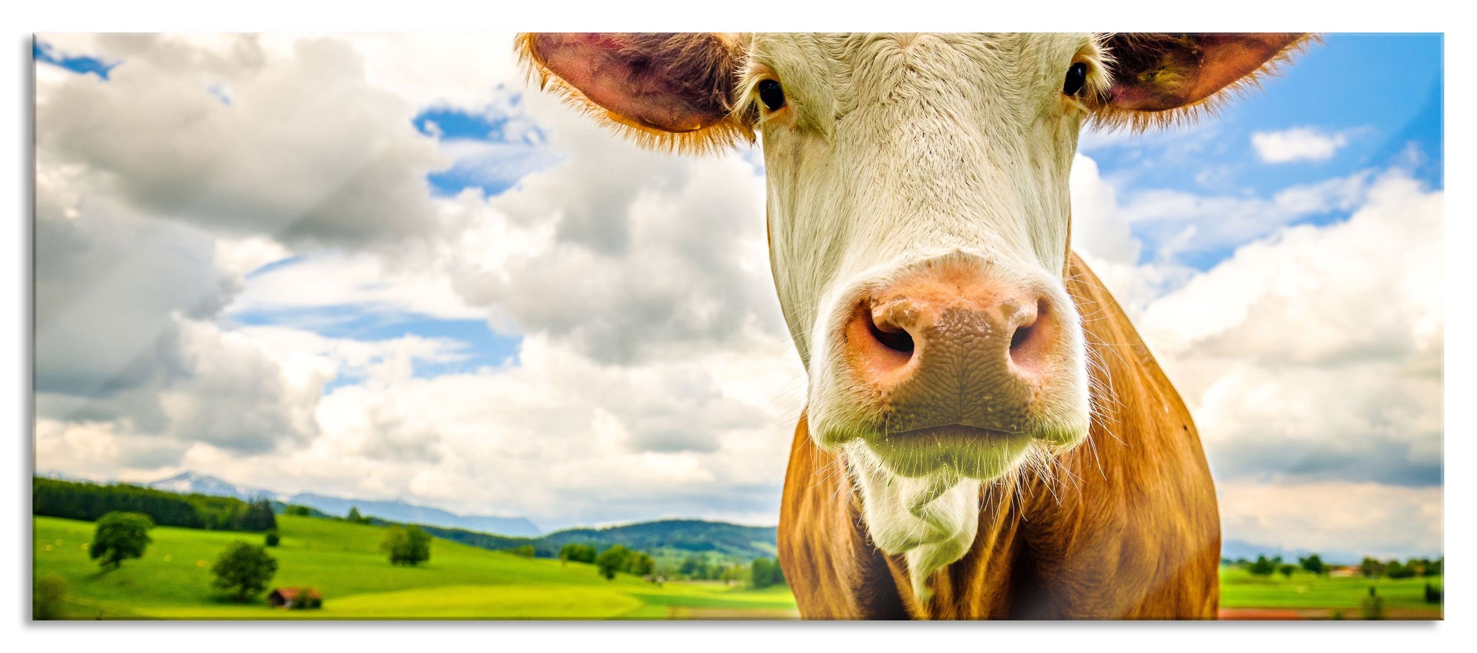 auf Abstandshalter und (1 Kuh Echtglas, grüner Nahaufnahme St), Weide, aus Glasbild grüner Nahaufnahme Kuh auf Aufhängungen inkl. Pixxprint Weide Glasbild