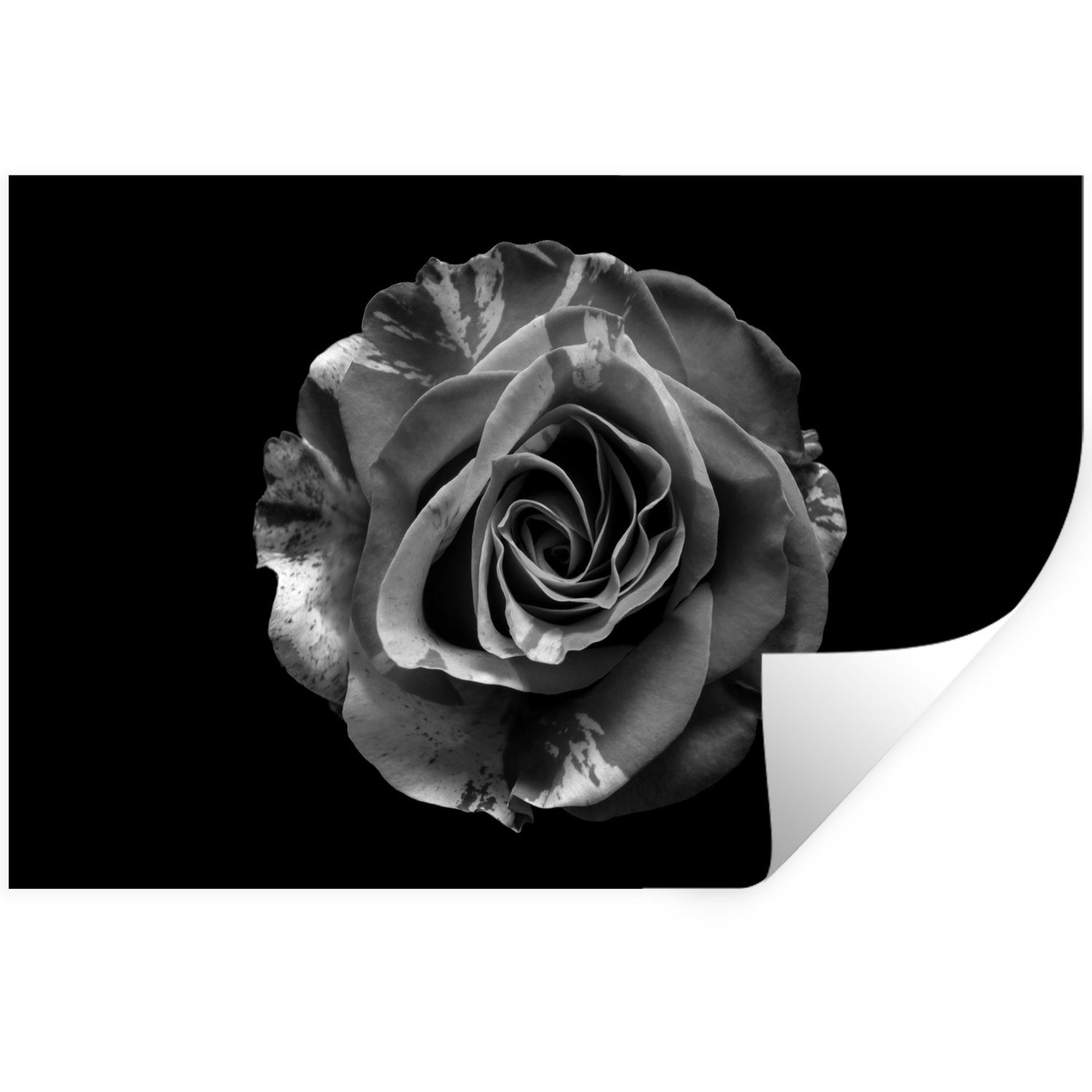 Schlafzimmer Rose Botanisch - Selbstklebend, Blumen Wohnzimmer, - (1 St), Wandaufkleber, MuchoWow - - Weiß Wandsticker Wandtattoo, Schwarz