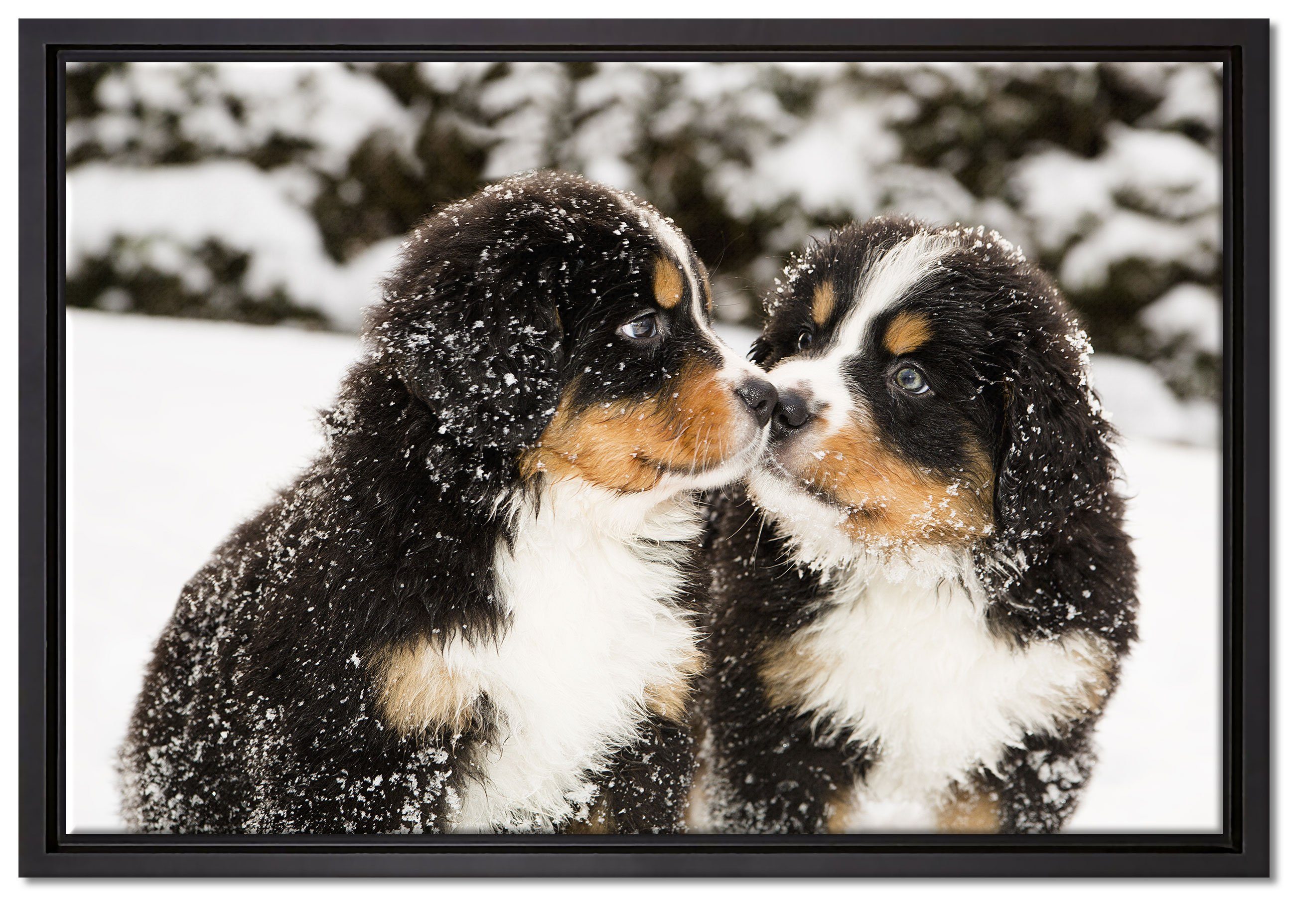 Pixxprint Leinwandbild Bernersennen Hunde Welpen, Wanddekoration (1 St), Leinwandbild fertig bespannt, in einem Schattenfugen-Bilderrahmen gefasst, inkl. Zackenaufhänger