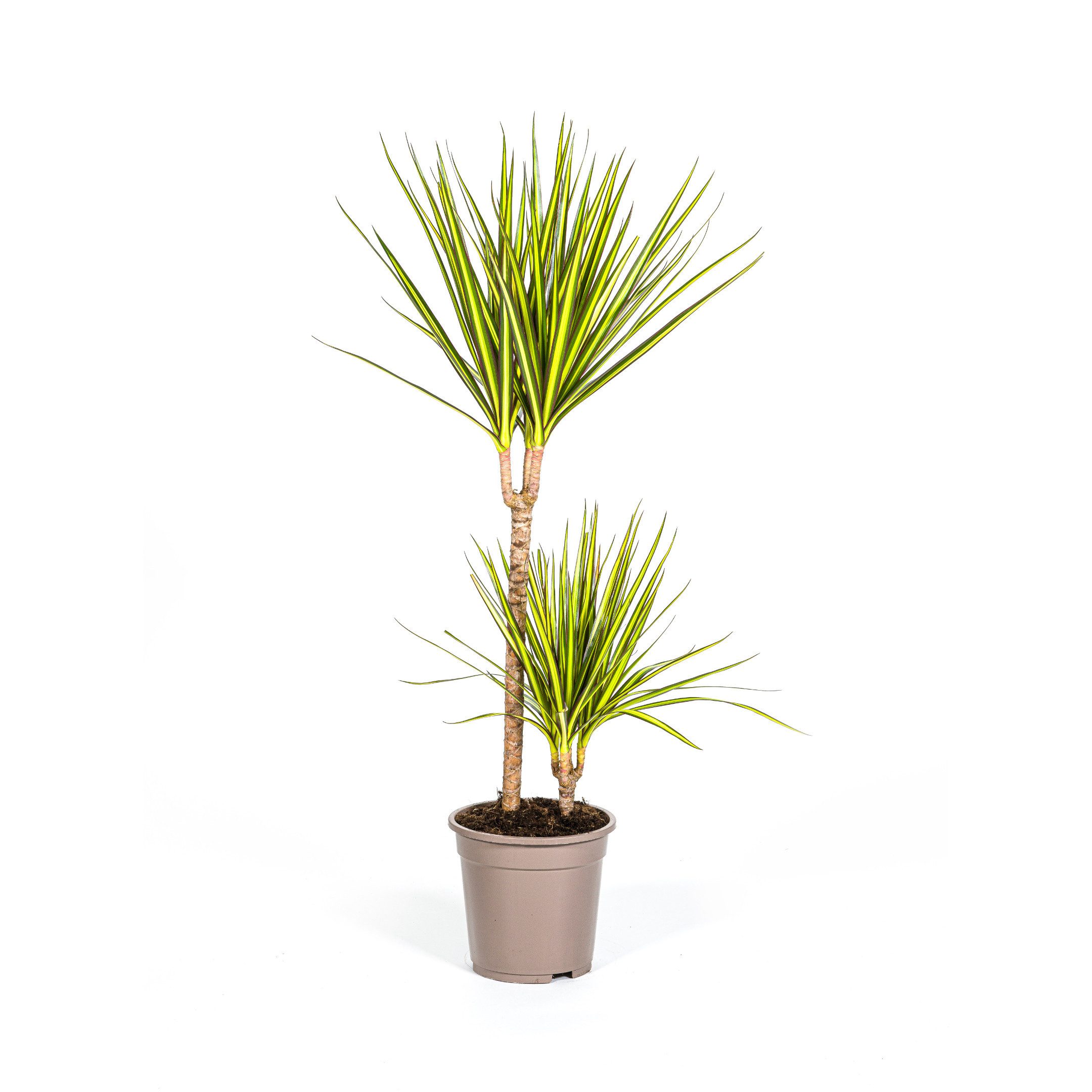 Exotenherz Zimmerpflanze Drachenbaum - Dracaena marginata "Sunray" - Grünpflanze